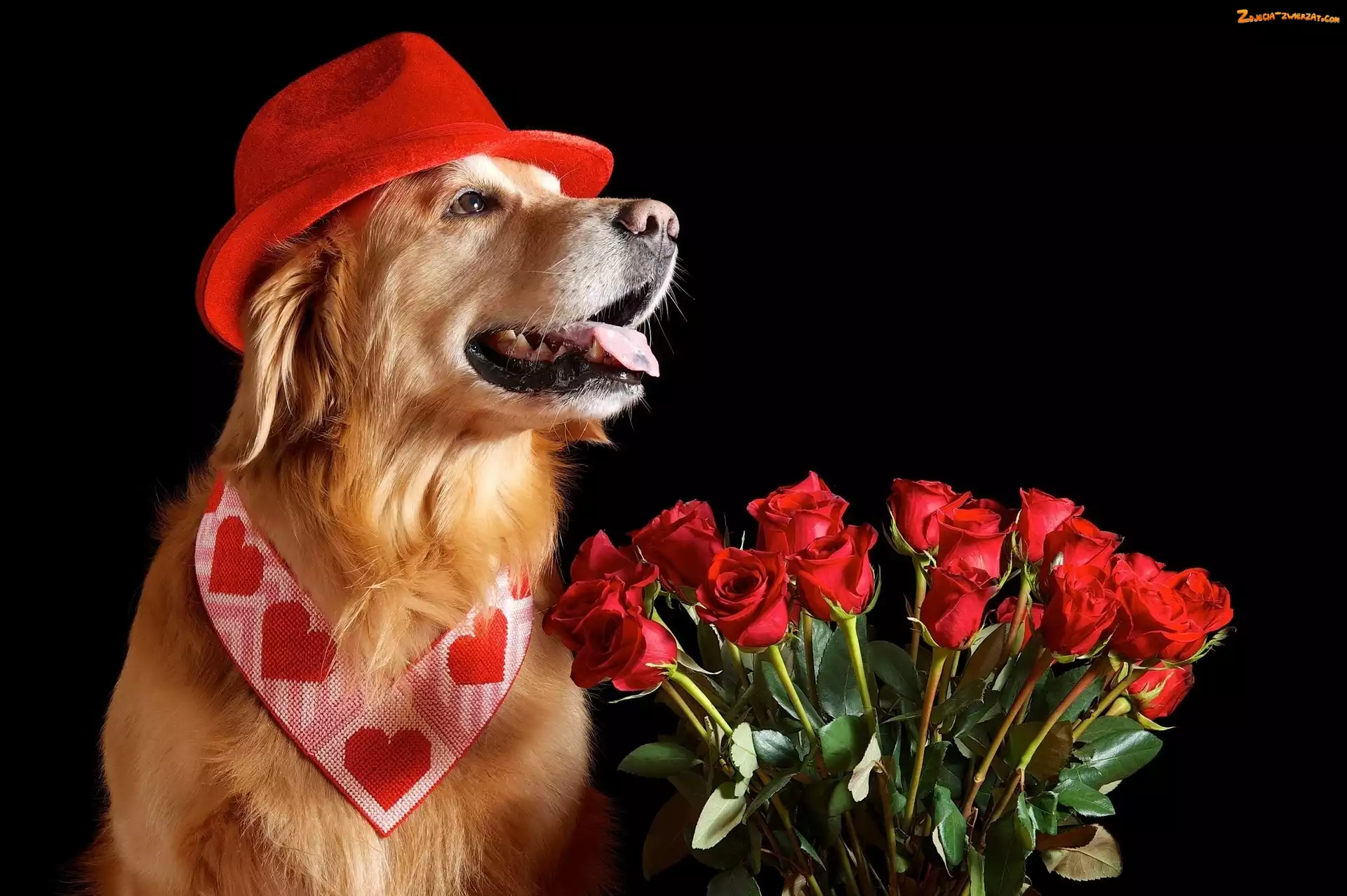 Golden Retriever, Walentynki, Czerwone, Piesek, Róże