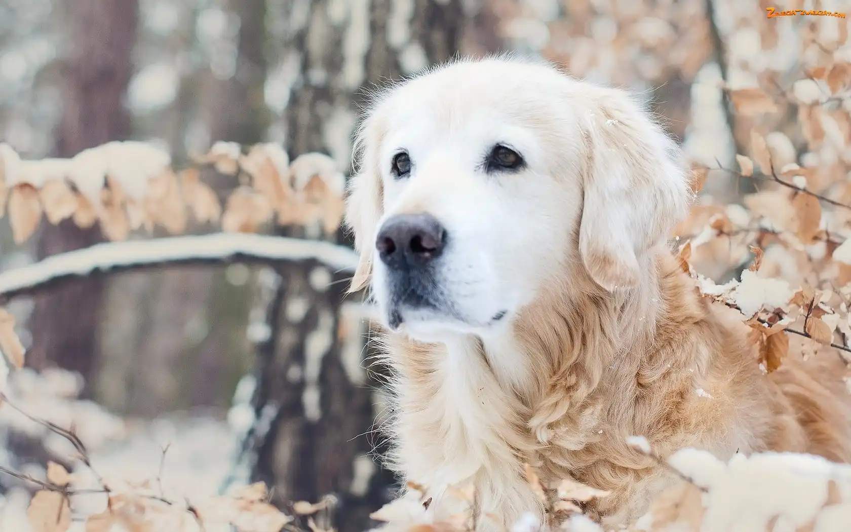 Golden, Retriever