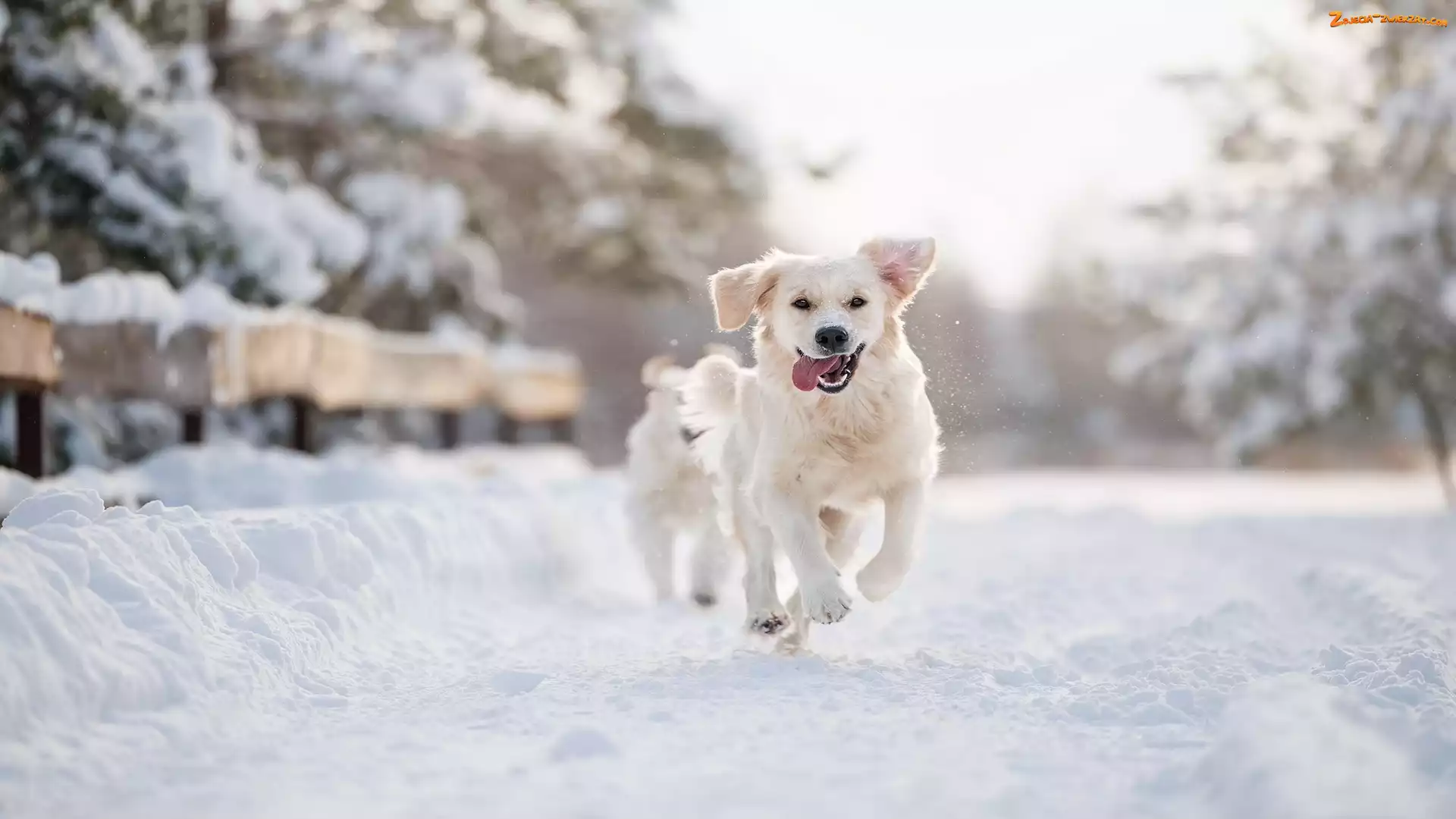 Pies, Golden retriever, Śnieg, Zima