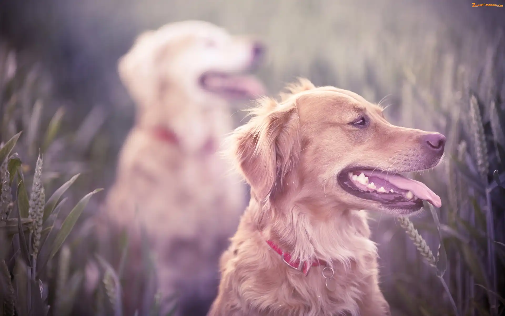 Rozmycie, Golden, Retriever