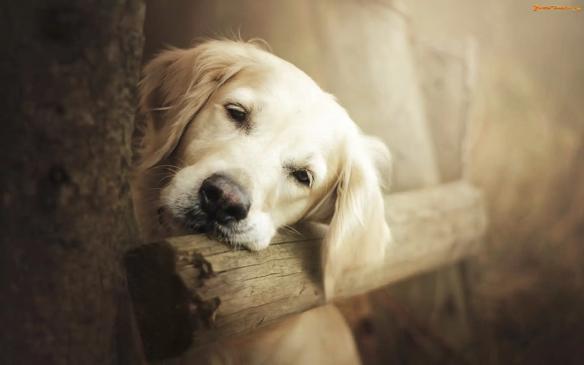 Smutny, Golden retriever