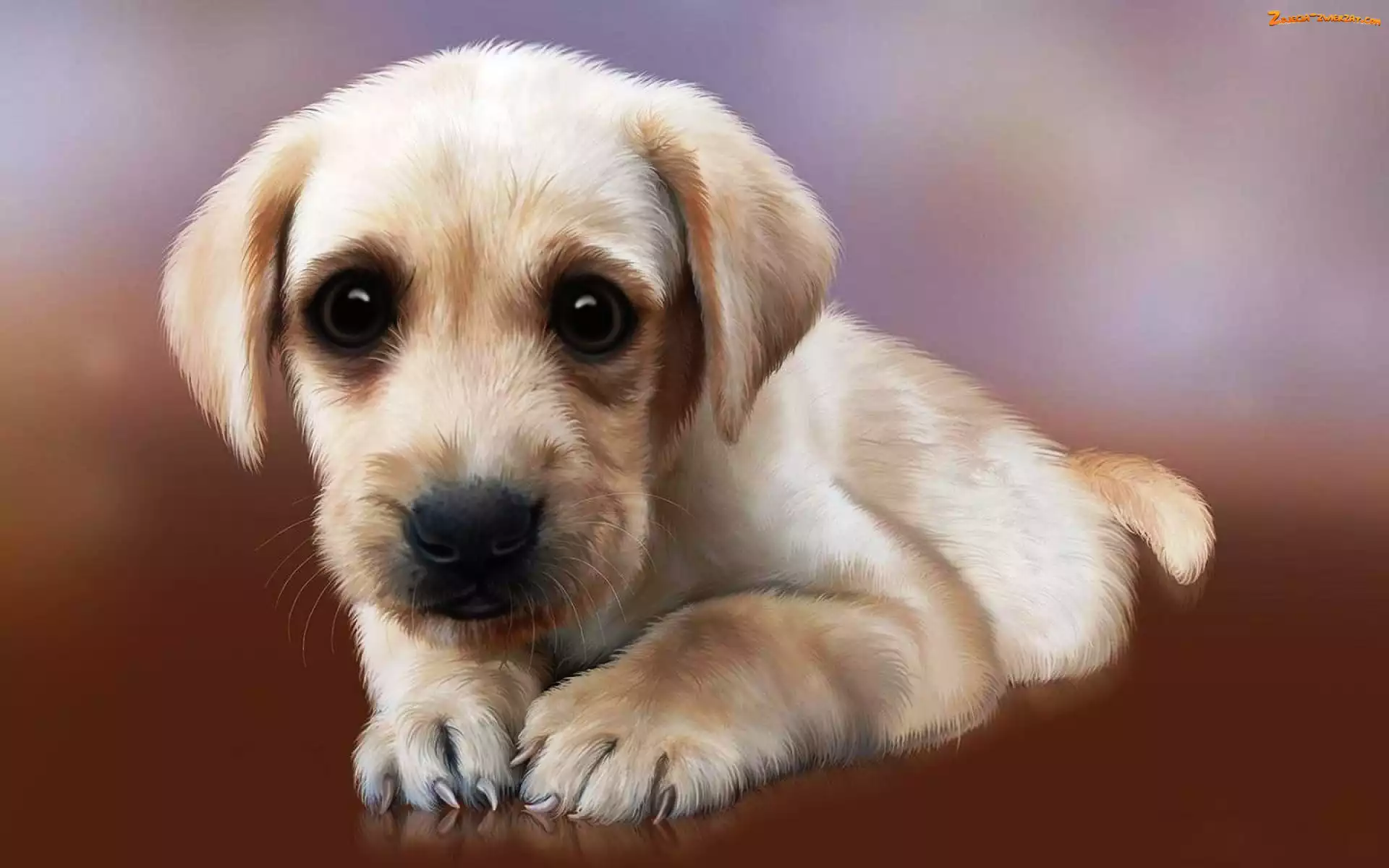 Golden retriever, Szczeniaczek, Pazurki