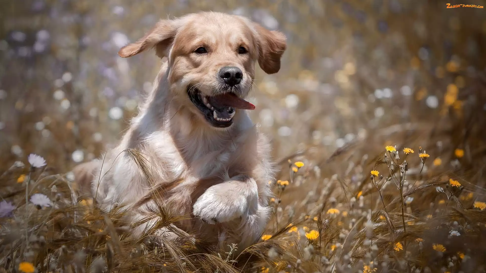 Golden retriever, Kwiaty, Szczeniak, Łąka