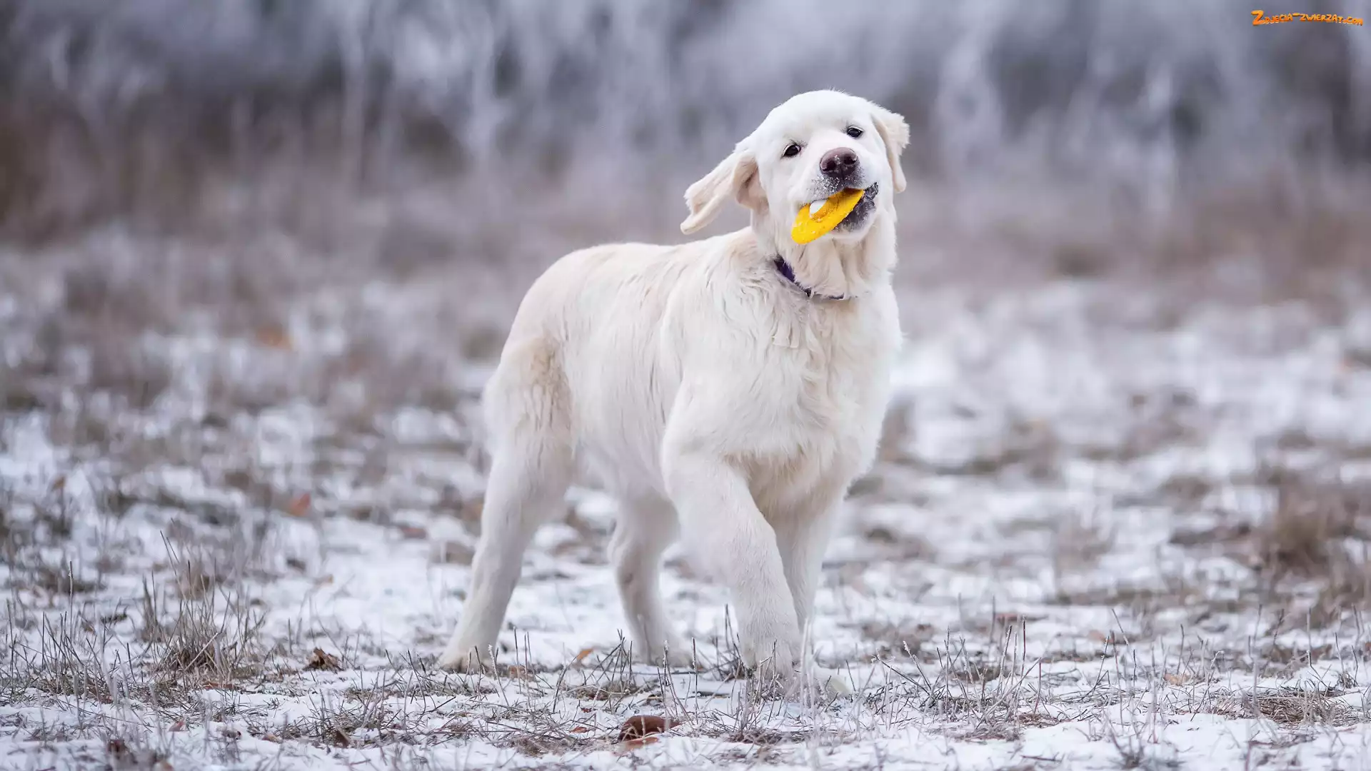 Golden retriever, Śnieg, Szczeniak, Zabawka