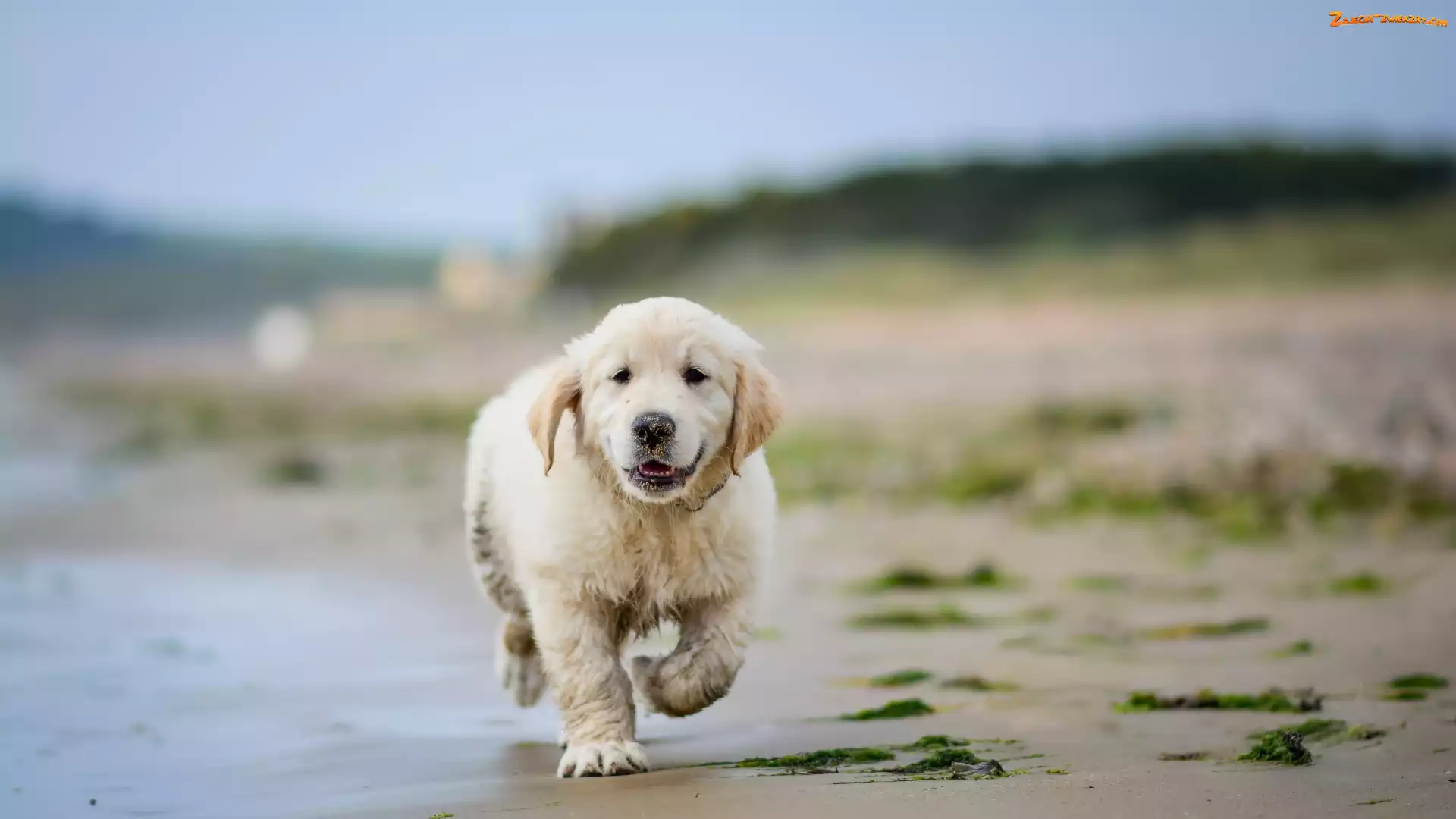 Golden retriever, Woda, Szczeniak, Plaża