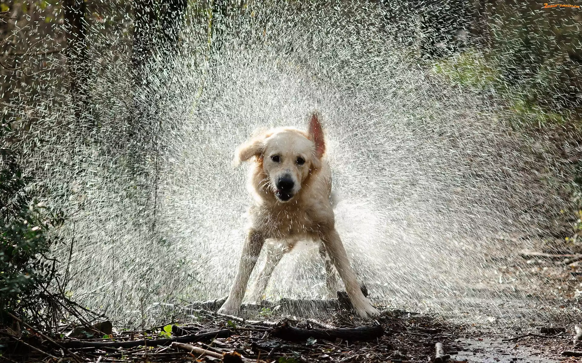 Woda, Golden Retriever