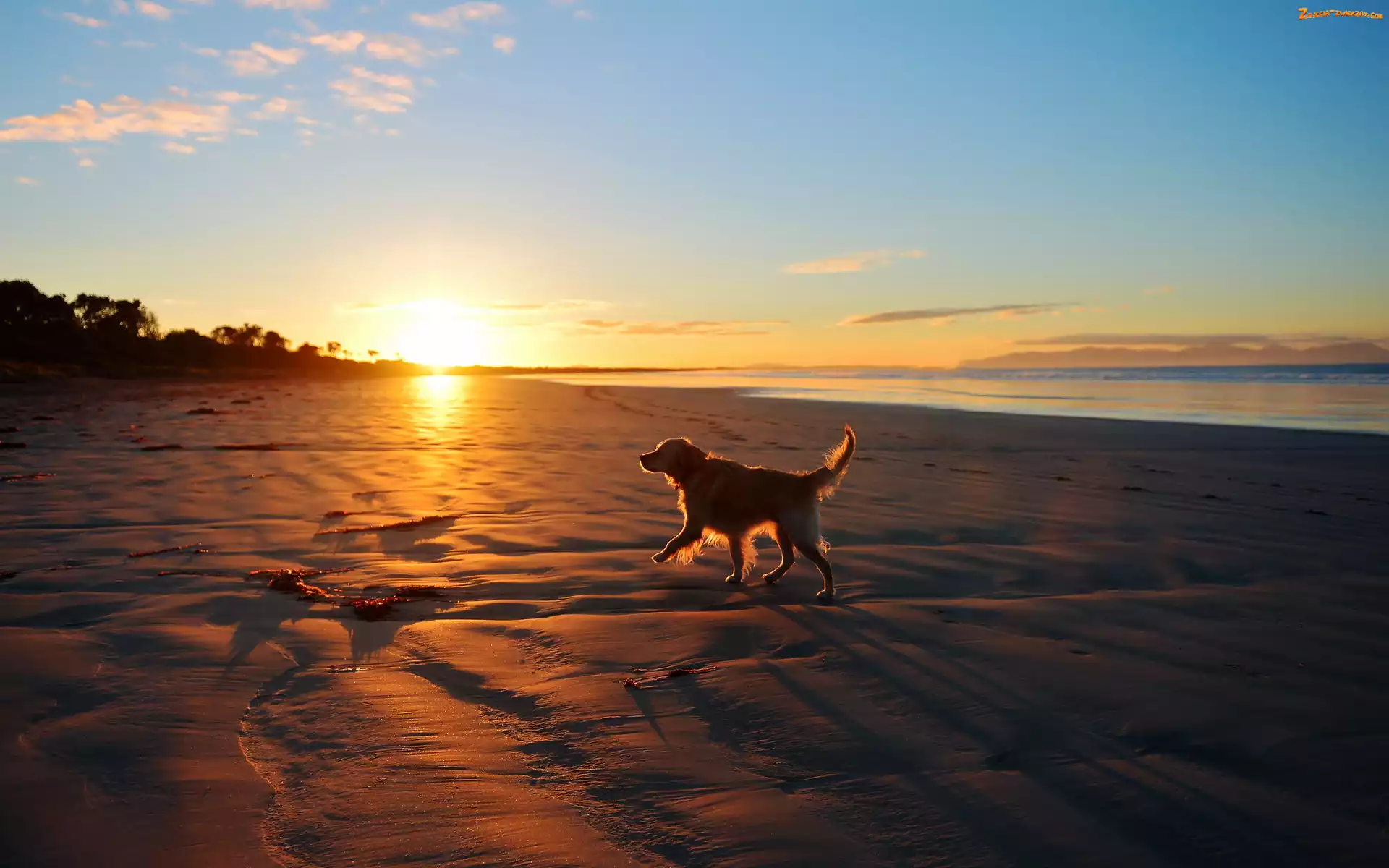 Golden Retriever, Plaża, Wschód Słońca