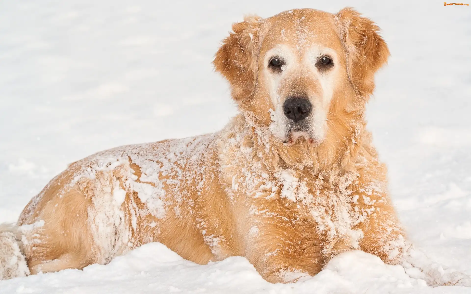 Golden Retriever, Zima, Śnieg
