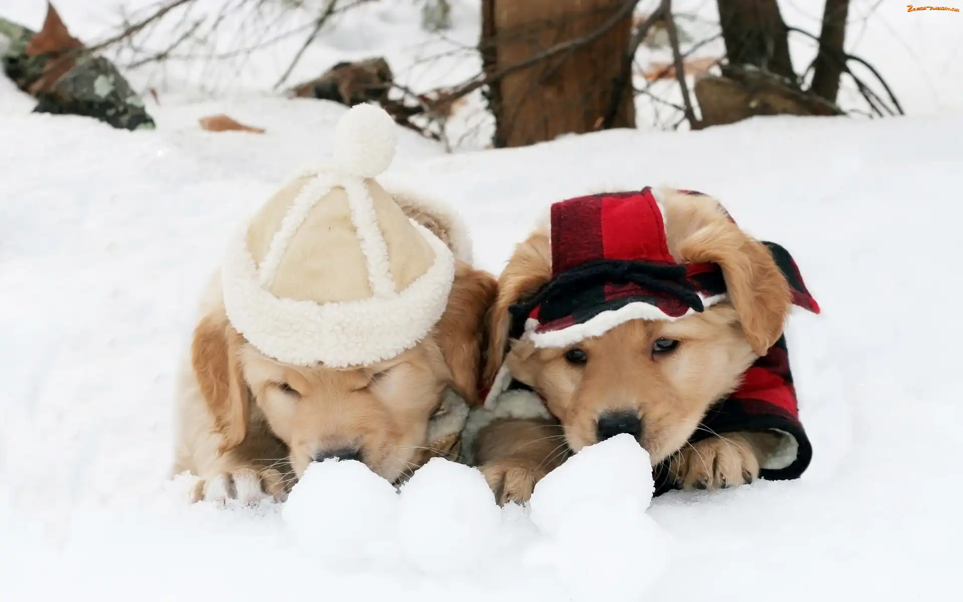 Golden Retriever, Szczeniaki, Śnieg, Zima, Psy