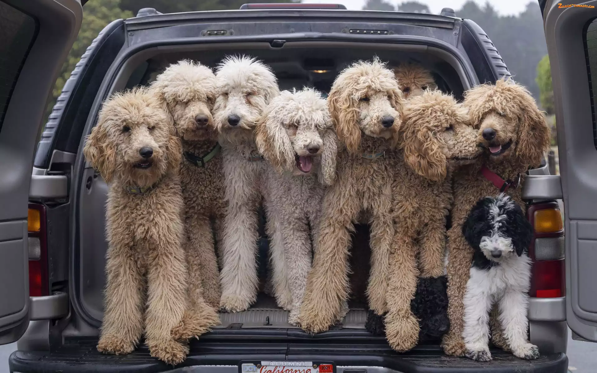 Goldendoodle, Psy