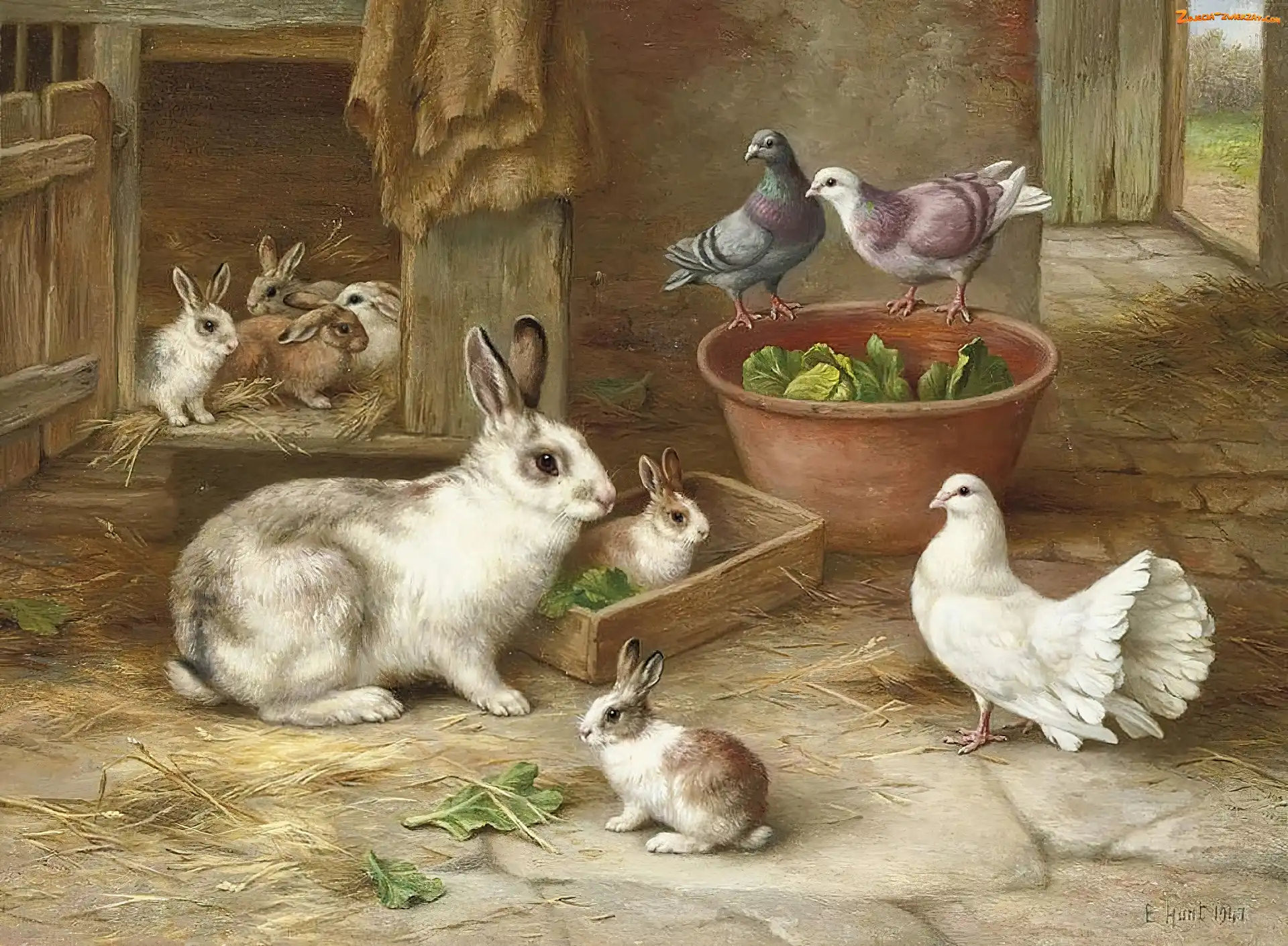 Gołębie, Edgar Hunt, Króliki, Klatka