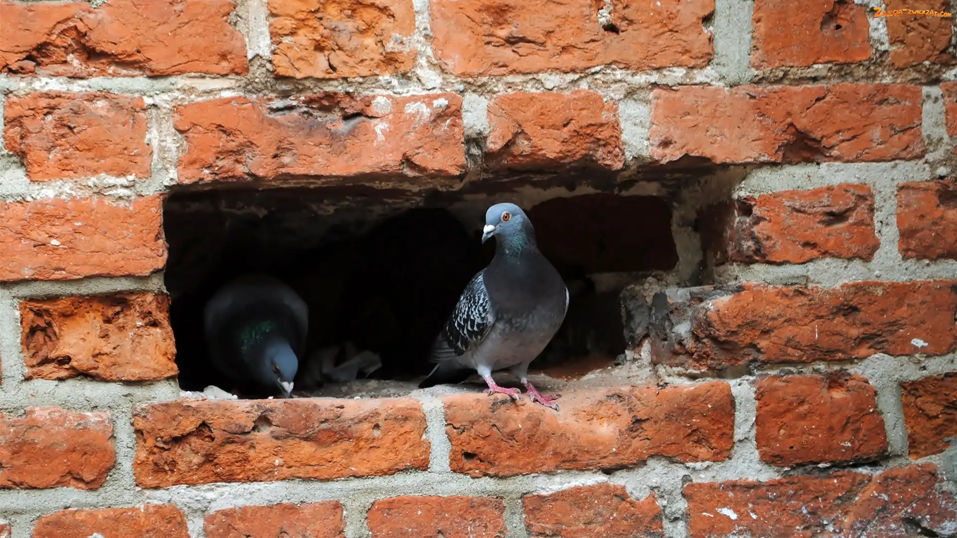 Wnęka, Gołębie, Mur