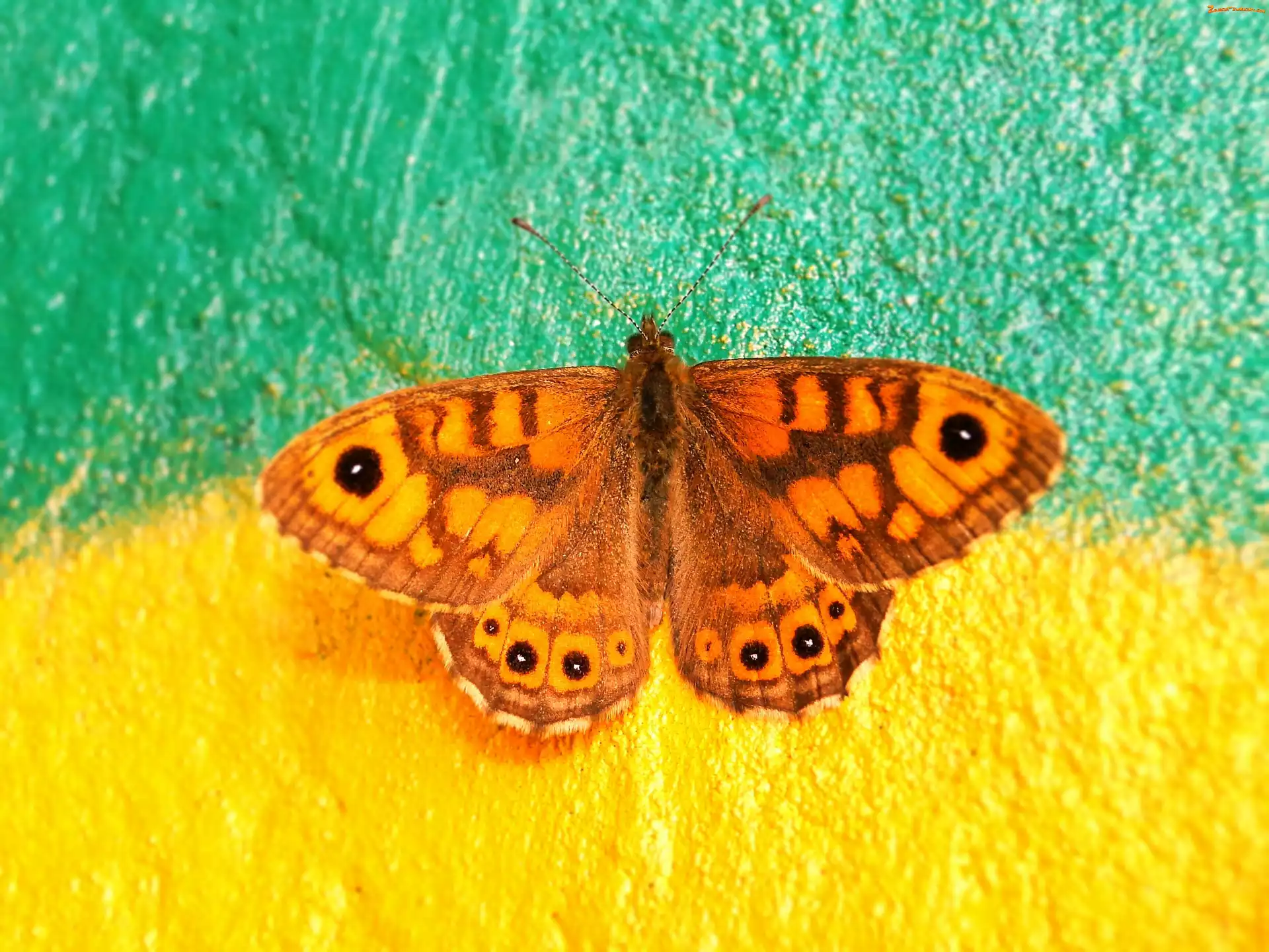 Graffiti, Motyl, Osadnik megera