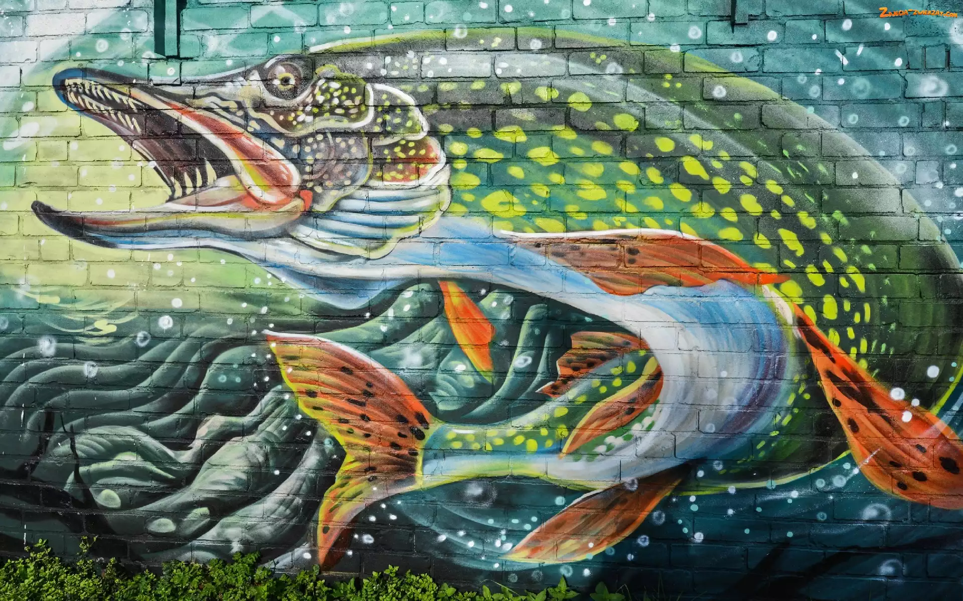 Szczupak, Street art