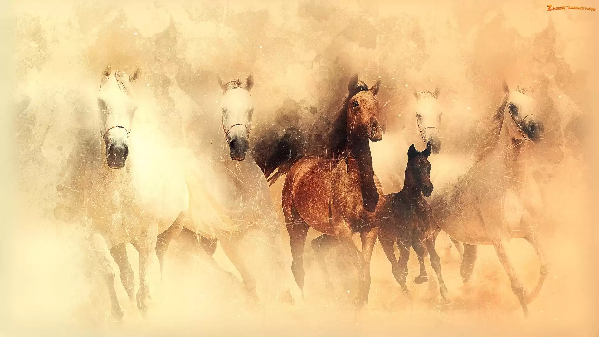 Galop, Grafika, Konie