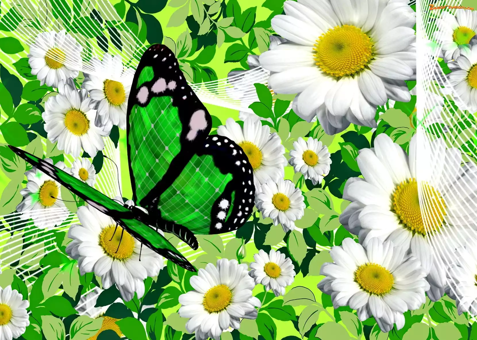 Grafika, Motyl, Rumianek, Kwiaty, Zielony