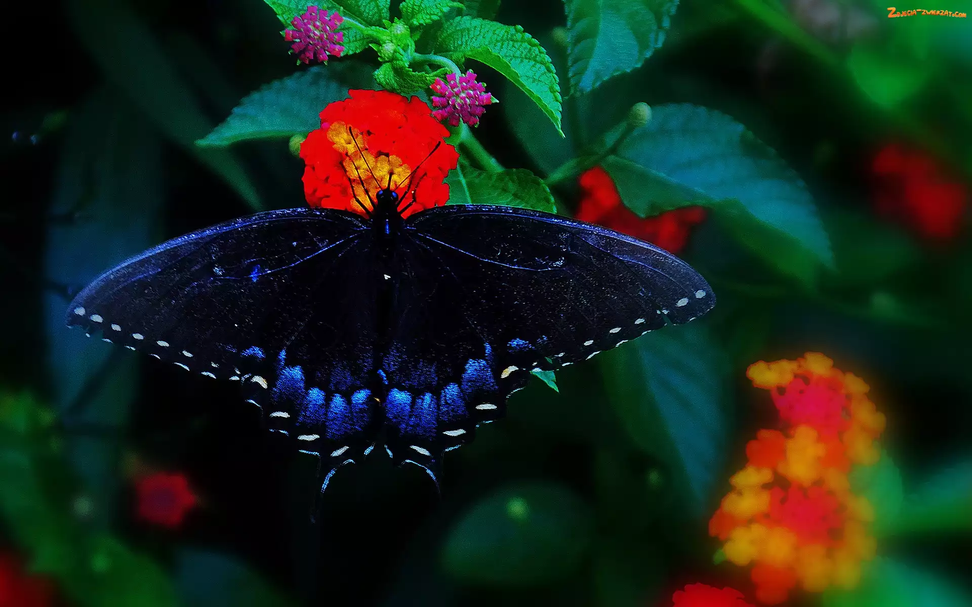 Kwiaty, Granatowy, Motyl