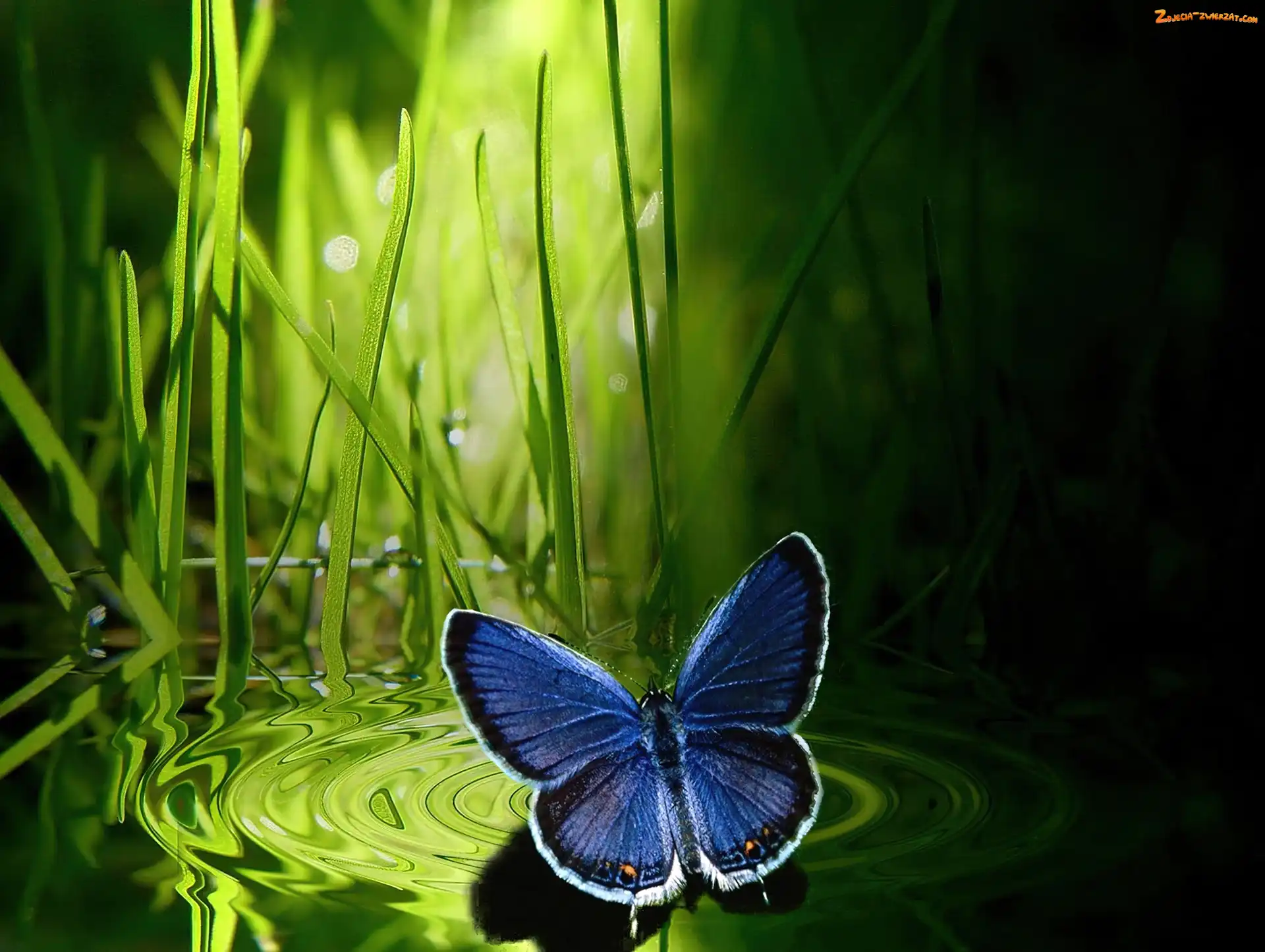 Trawa, Granatowy, Motyl