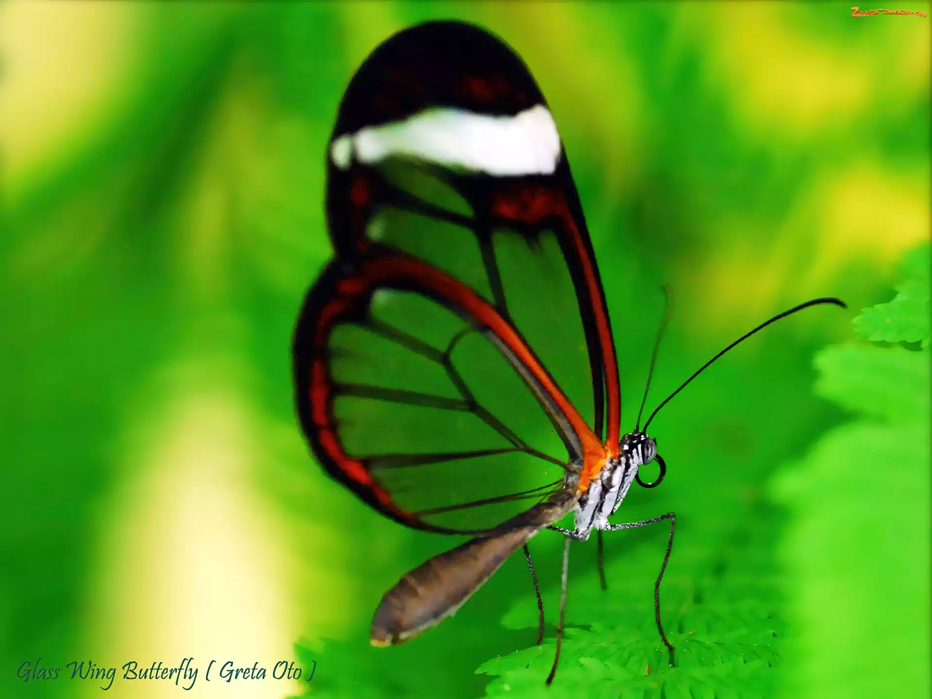 Greta Oto, Motyl