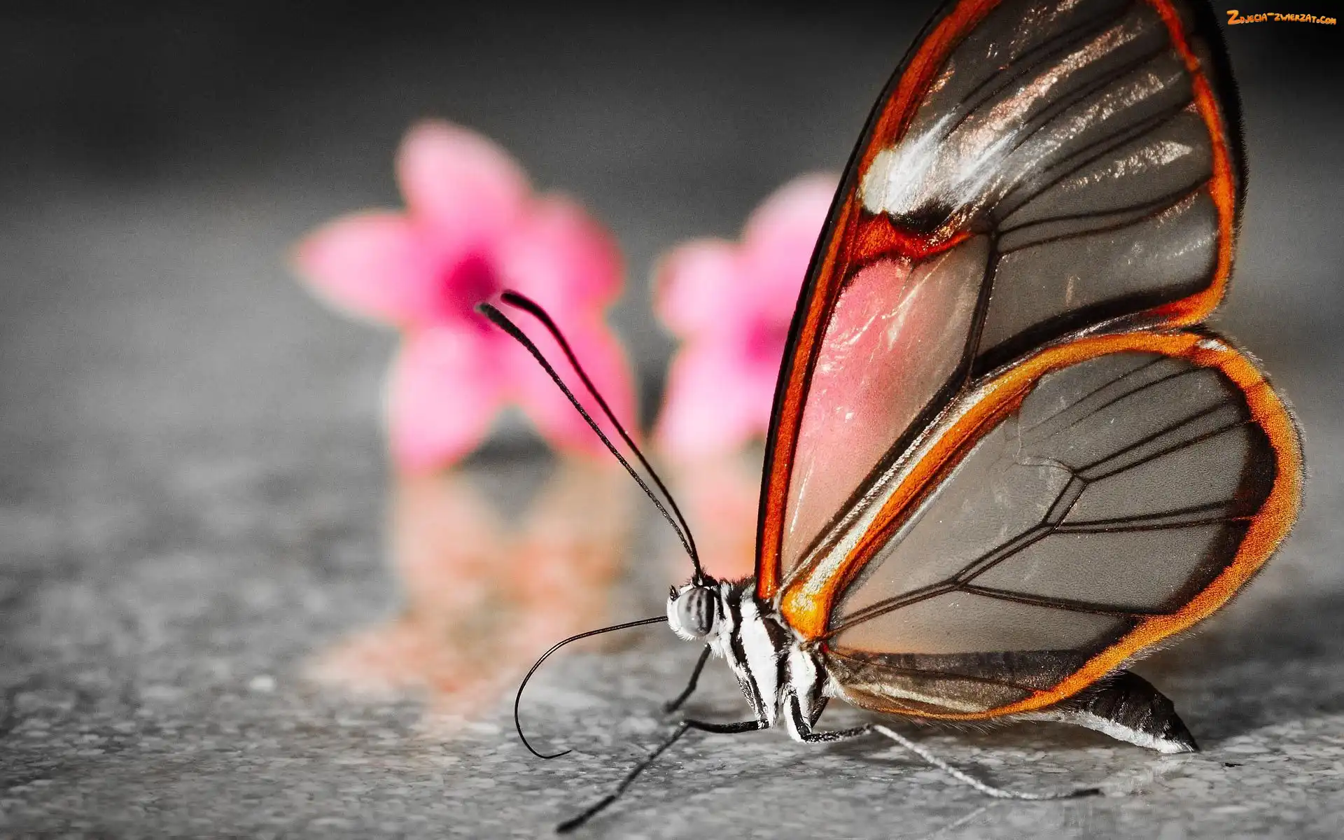Greta Oto, Podłoga, Motyl, Kwiaty