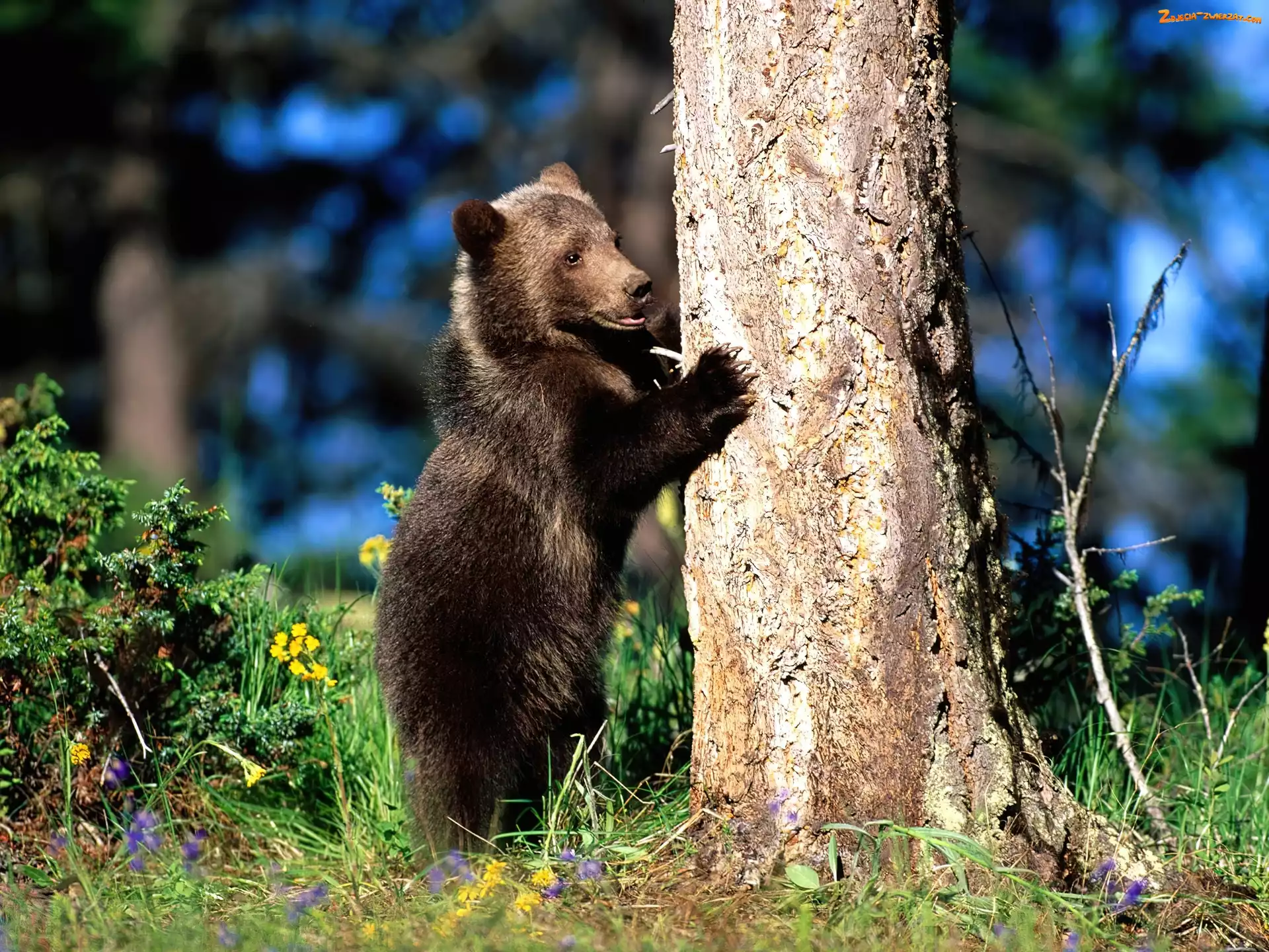 Krzewy, Grizzly, Drzewo
