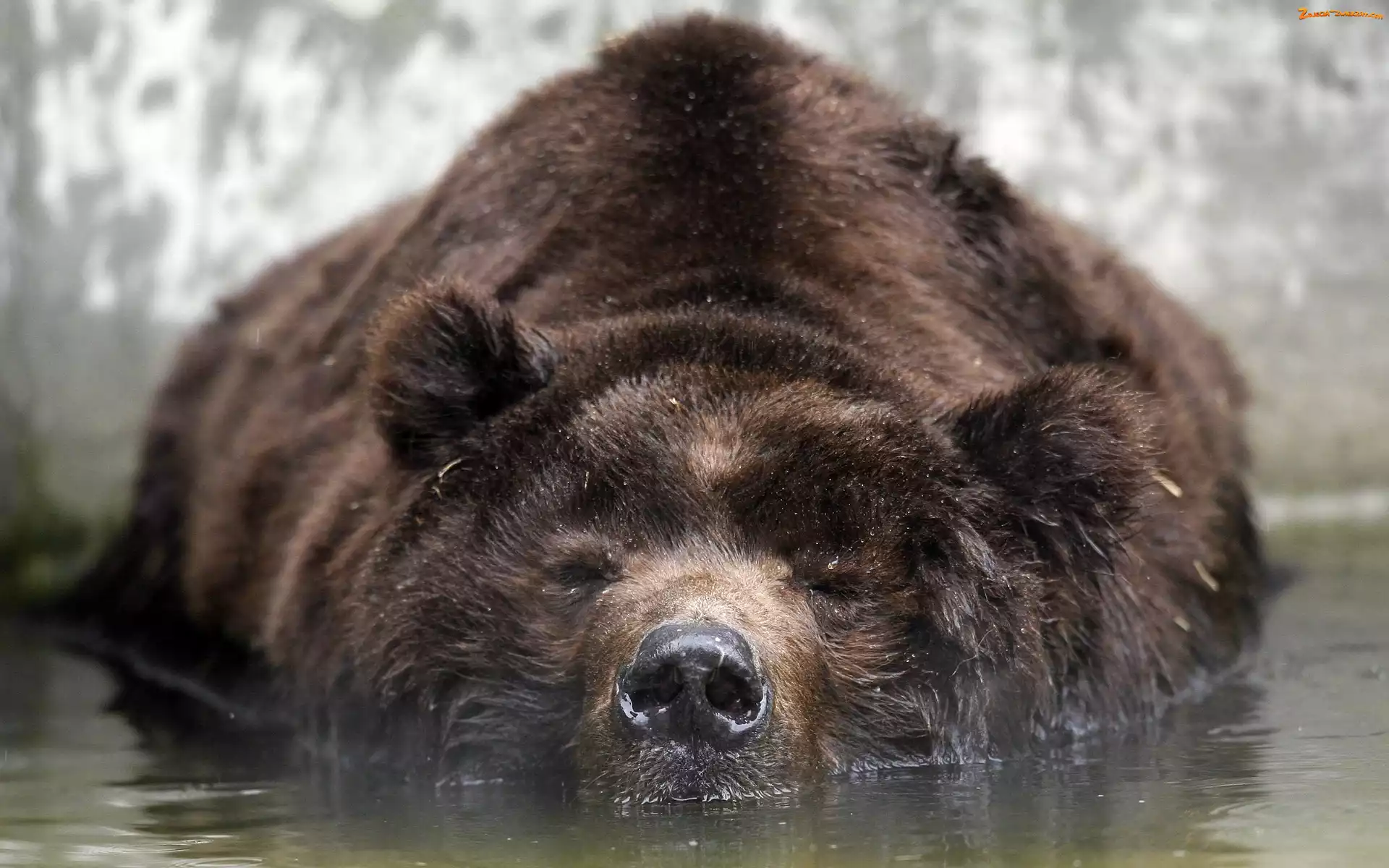 Grizzly, Woda