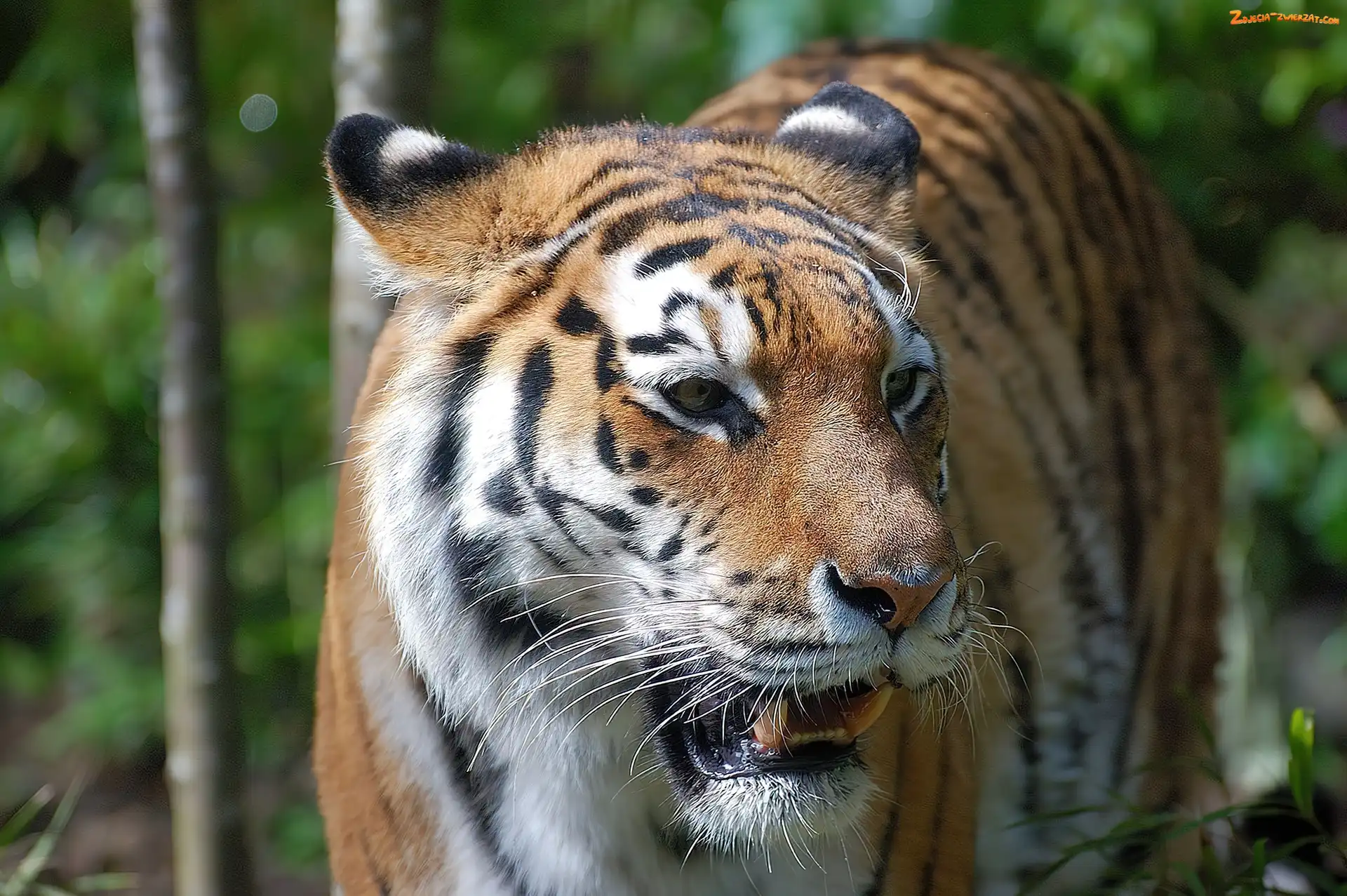 Zoo, Groźny, Tygrys