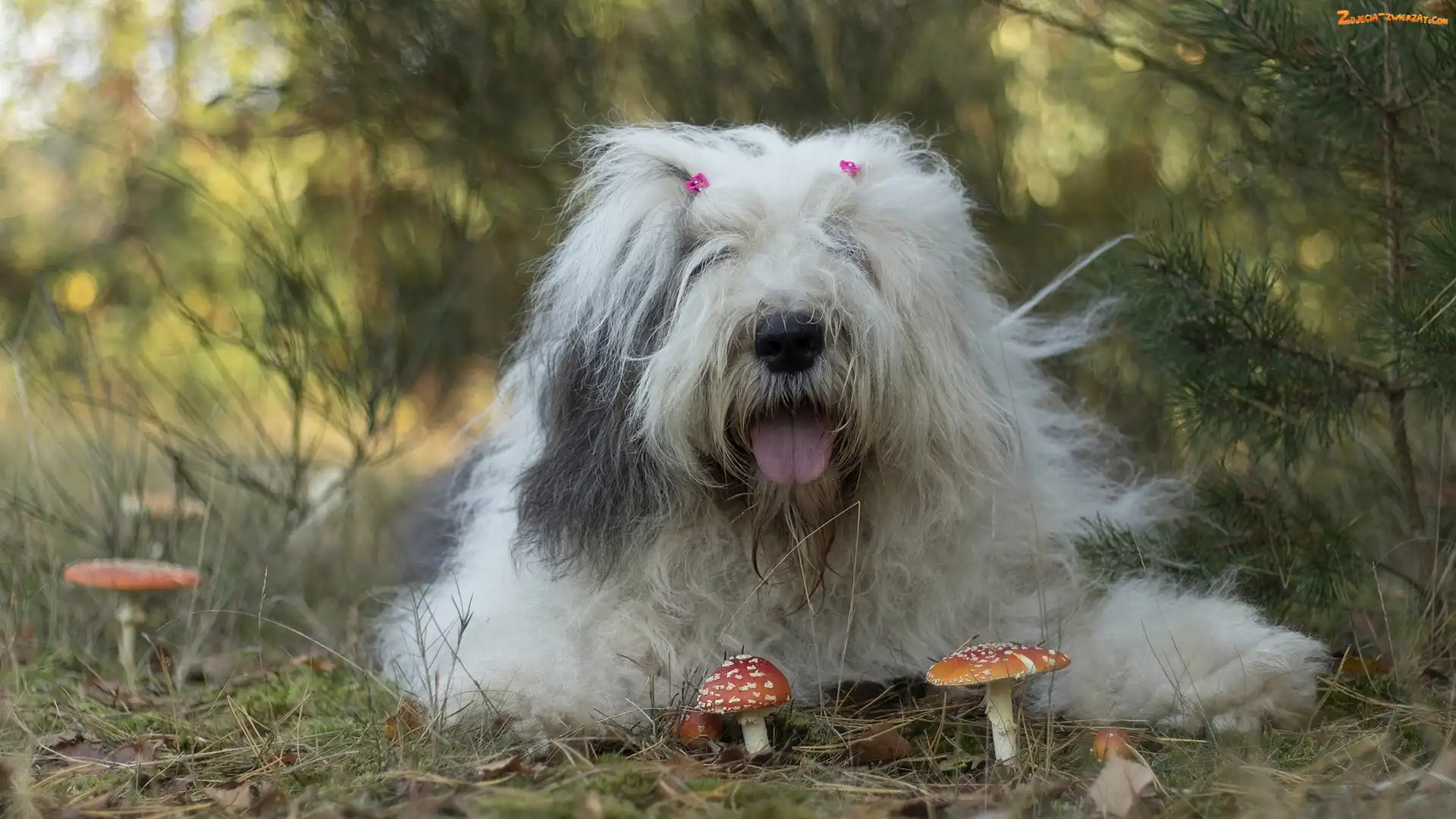 Grzyby, Pies, Owczarek staroangielski bobtail