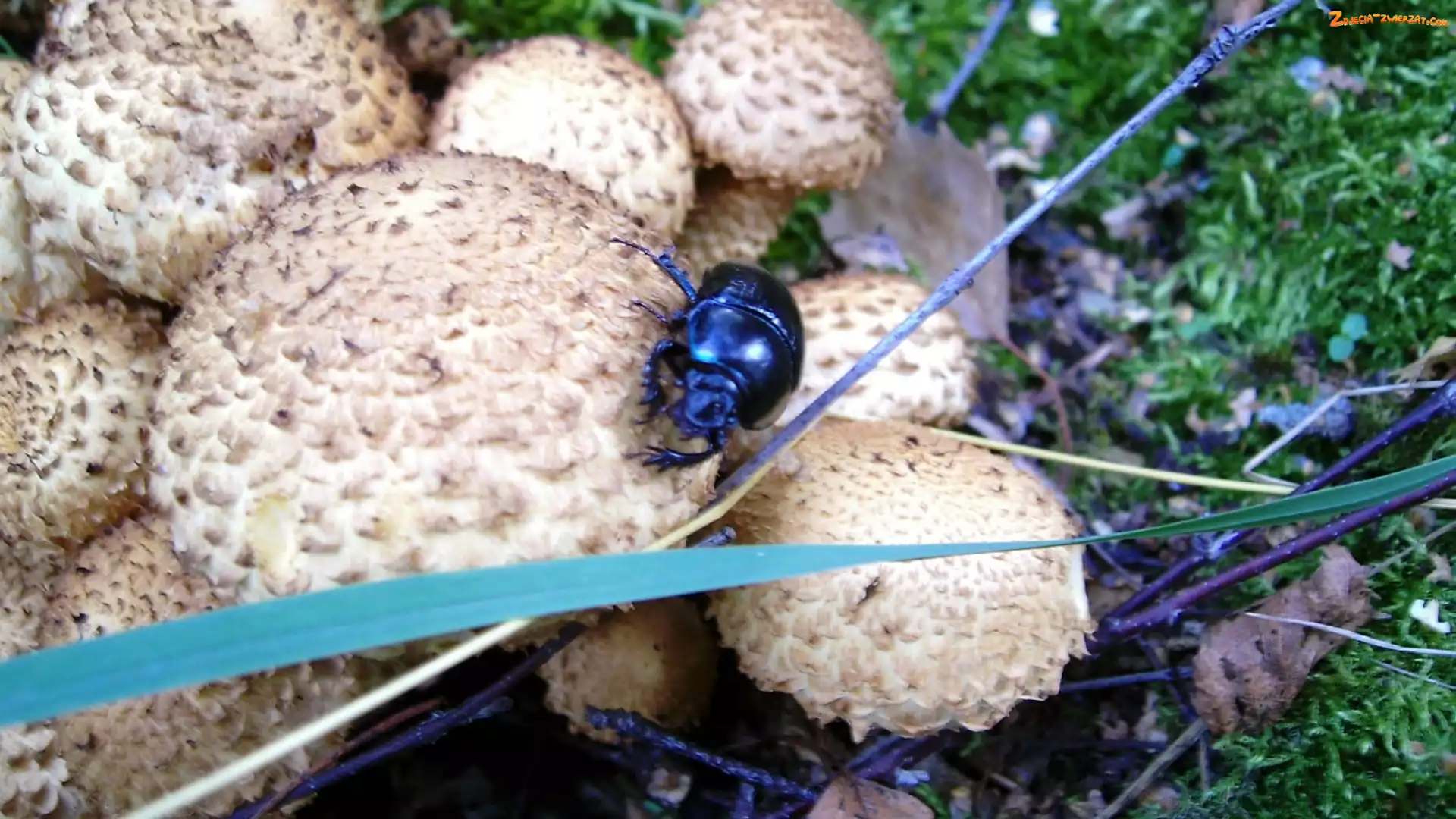 Żuk, Grzyby, Trawa
