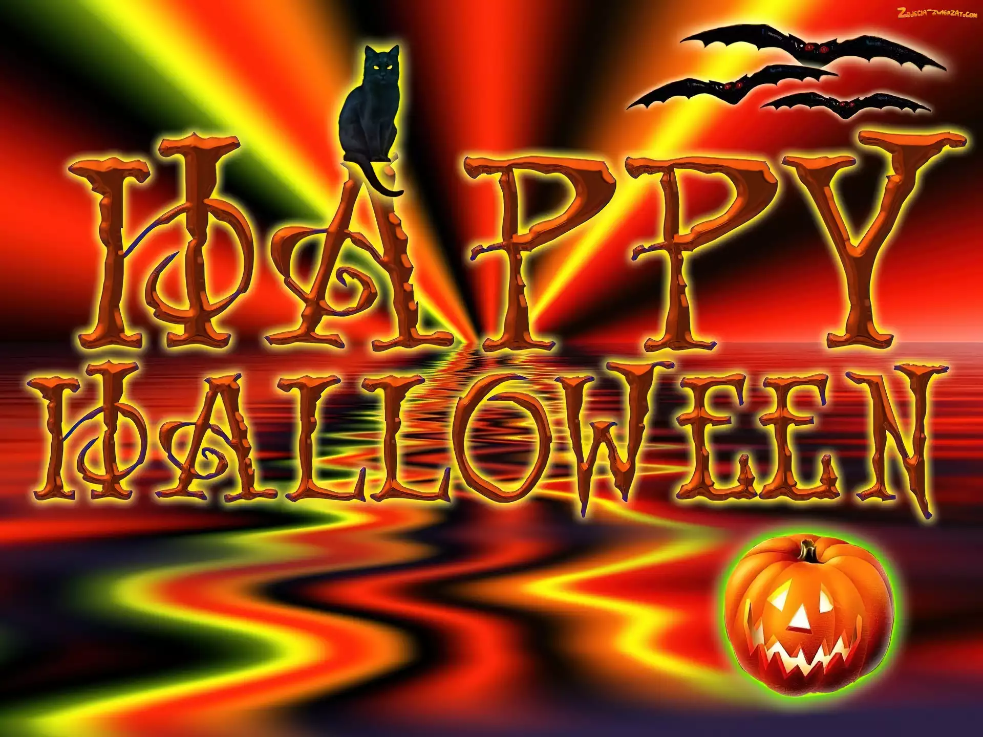 dynia, Halloween, Kot