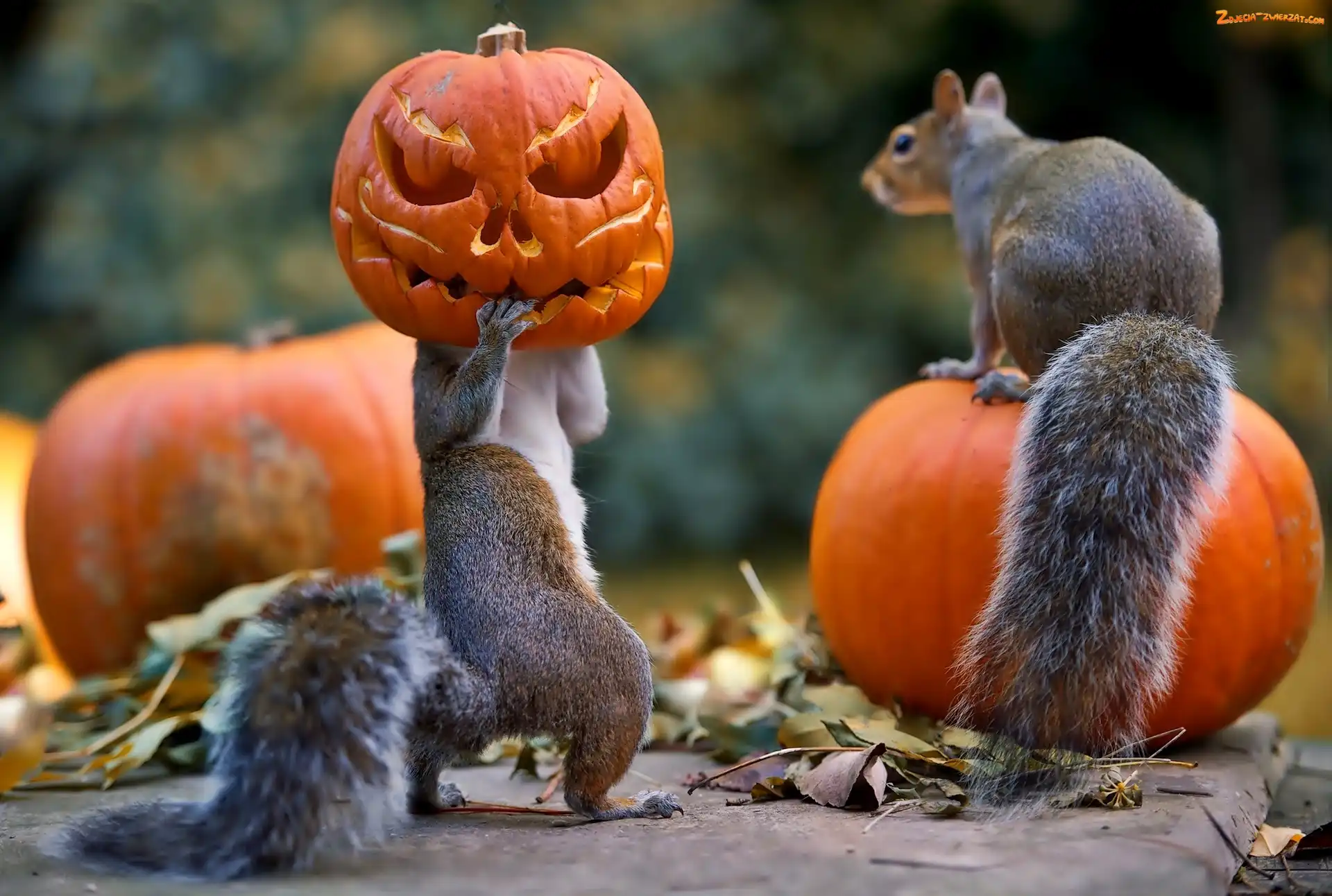 Dynie, Halloween, Wiewiórki