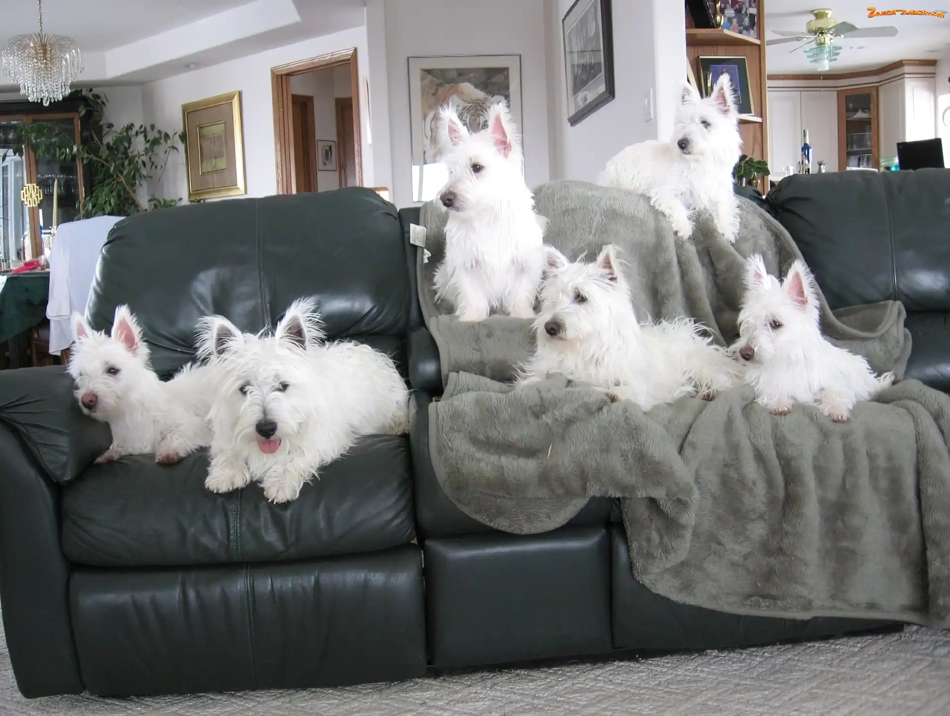 West Highland White Terrier, kanapa, sześć, czarna