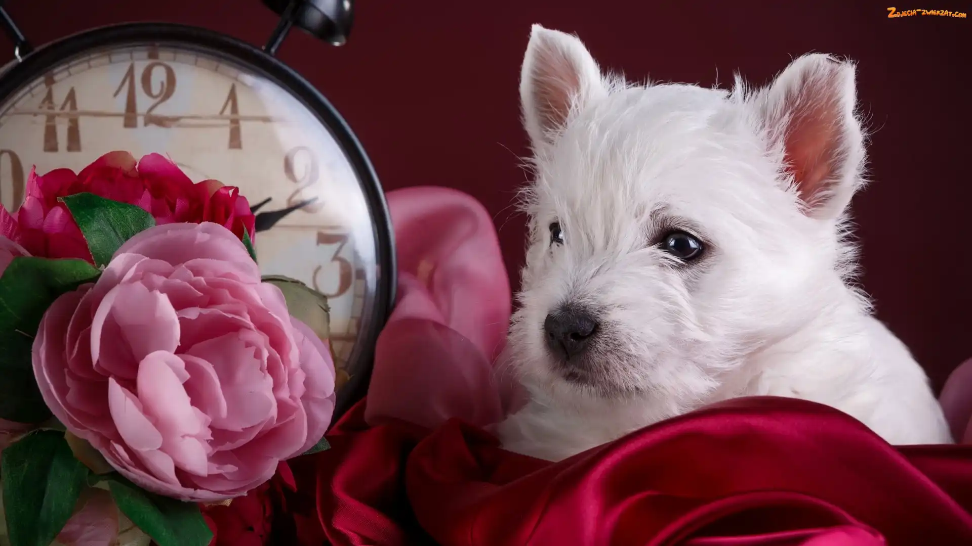 West highland white terrier, Kwiaty, Szczeniak, Zegar