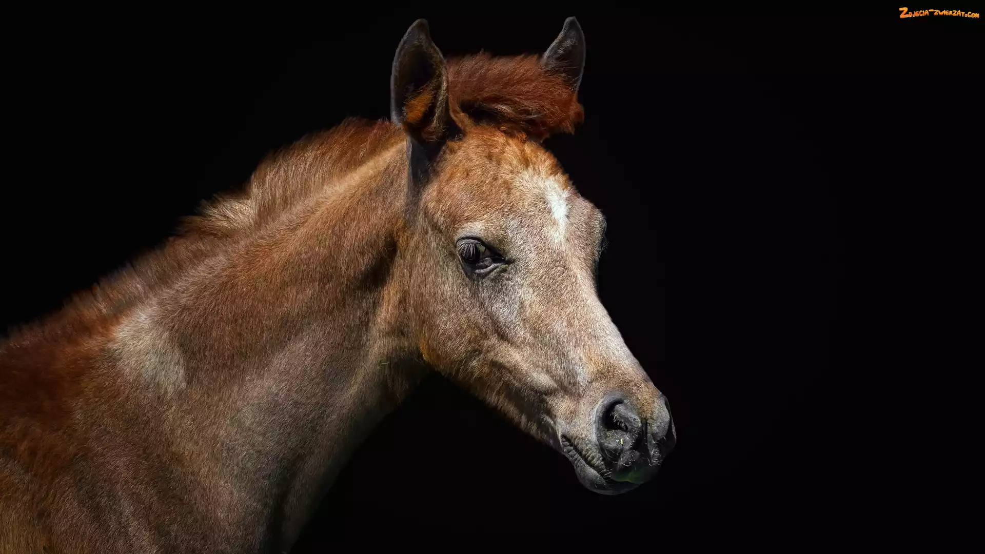 Marbach stud, Hodowla, Koń czystej krwi arabskiej, Koń, Arabian horse