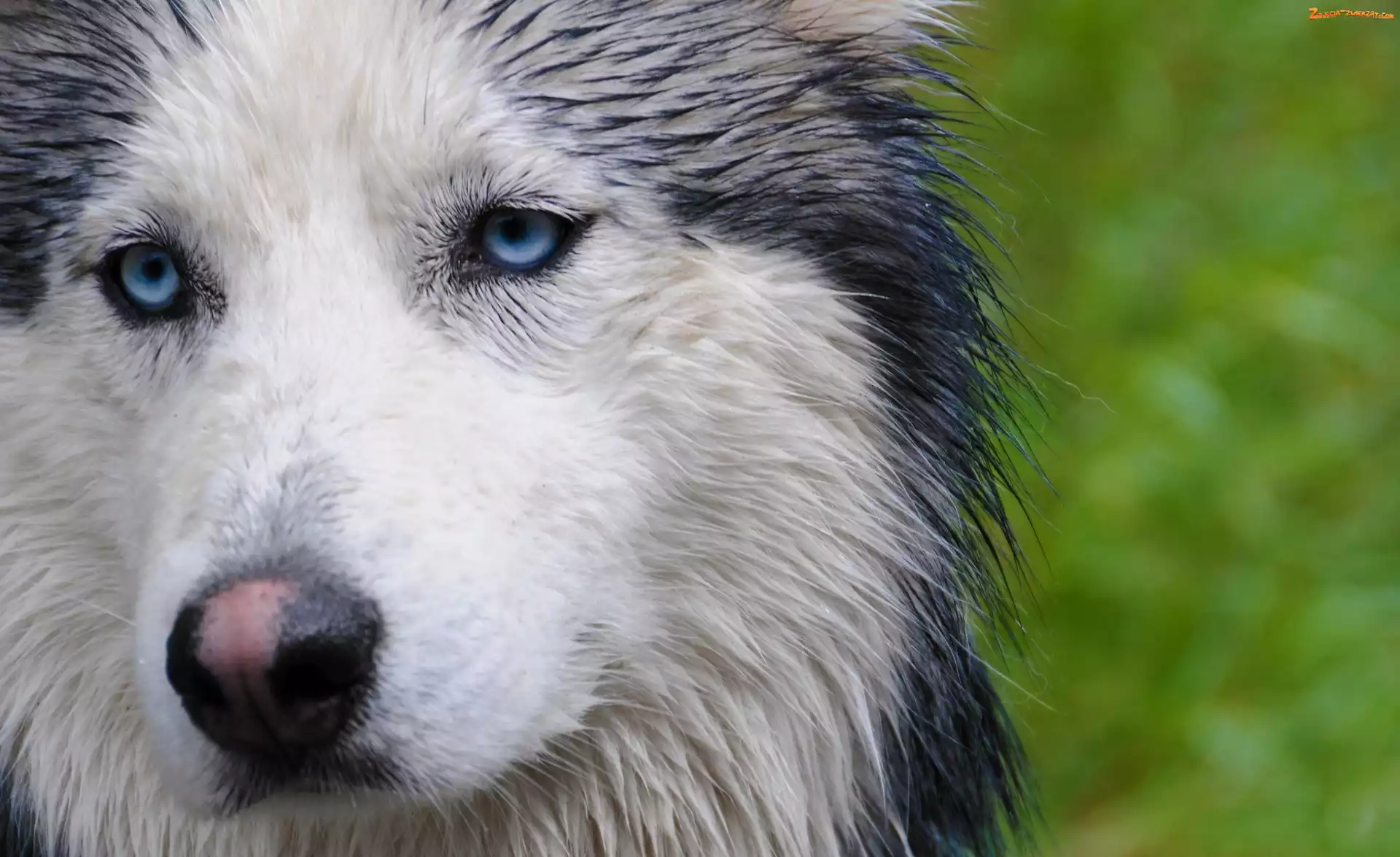 Husky
