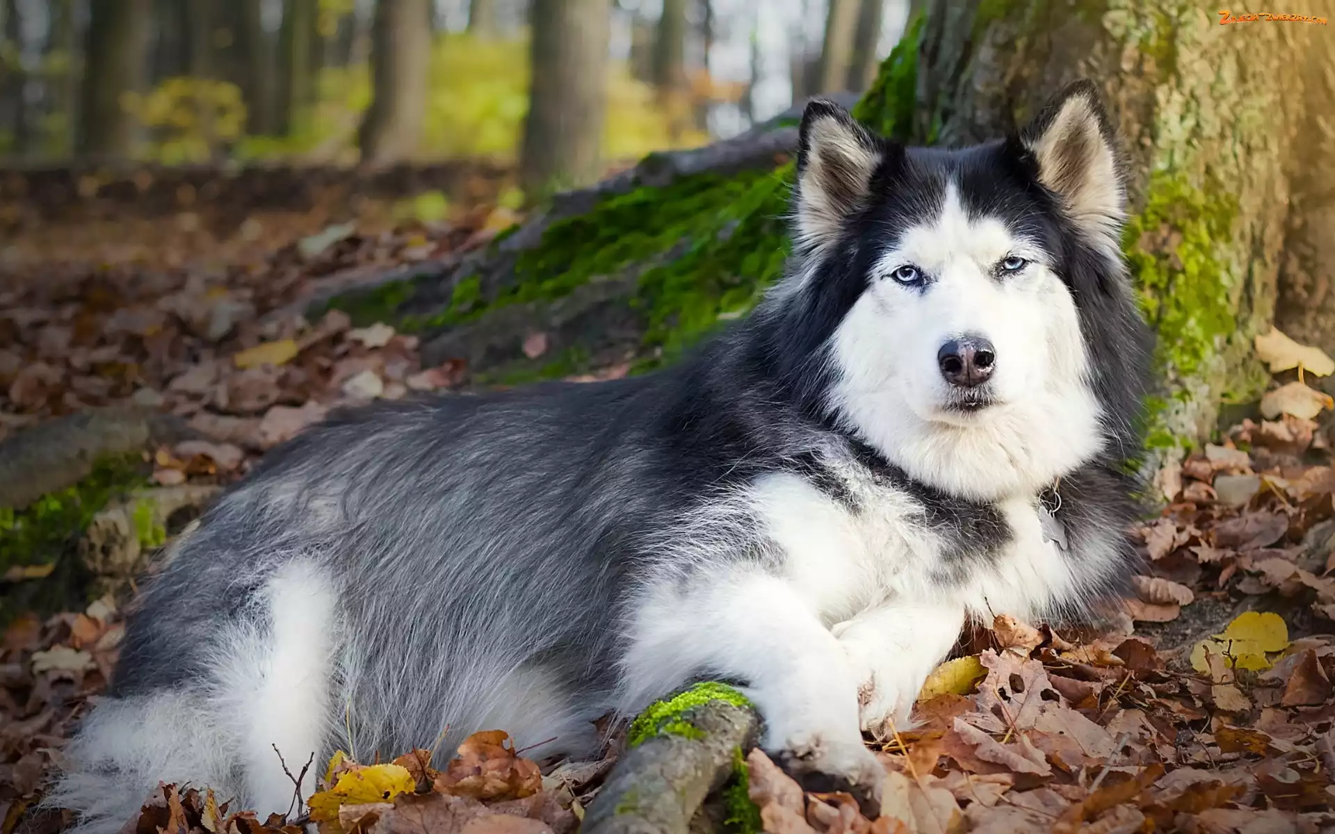 Jesień, Husky, Las