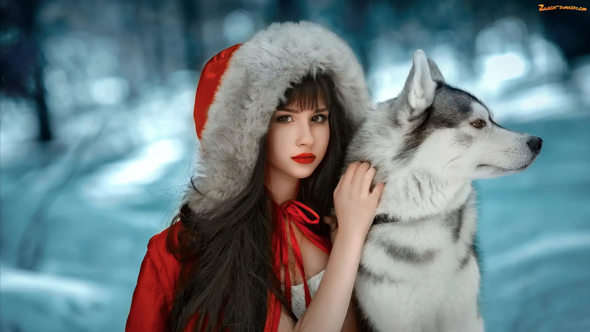 Siberian husky, Płaszcz, Dziewczyna, Śnieg, Pies, Czerwony, Kaptur