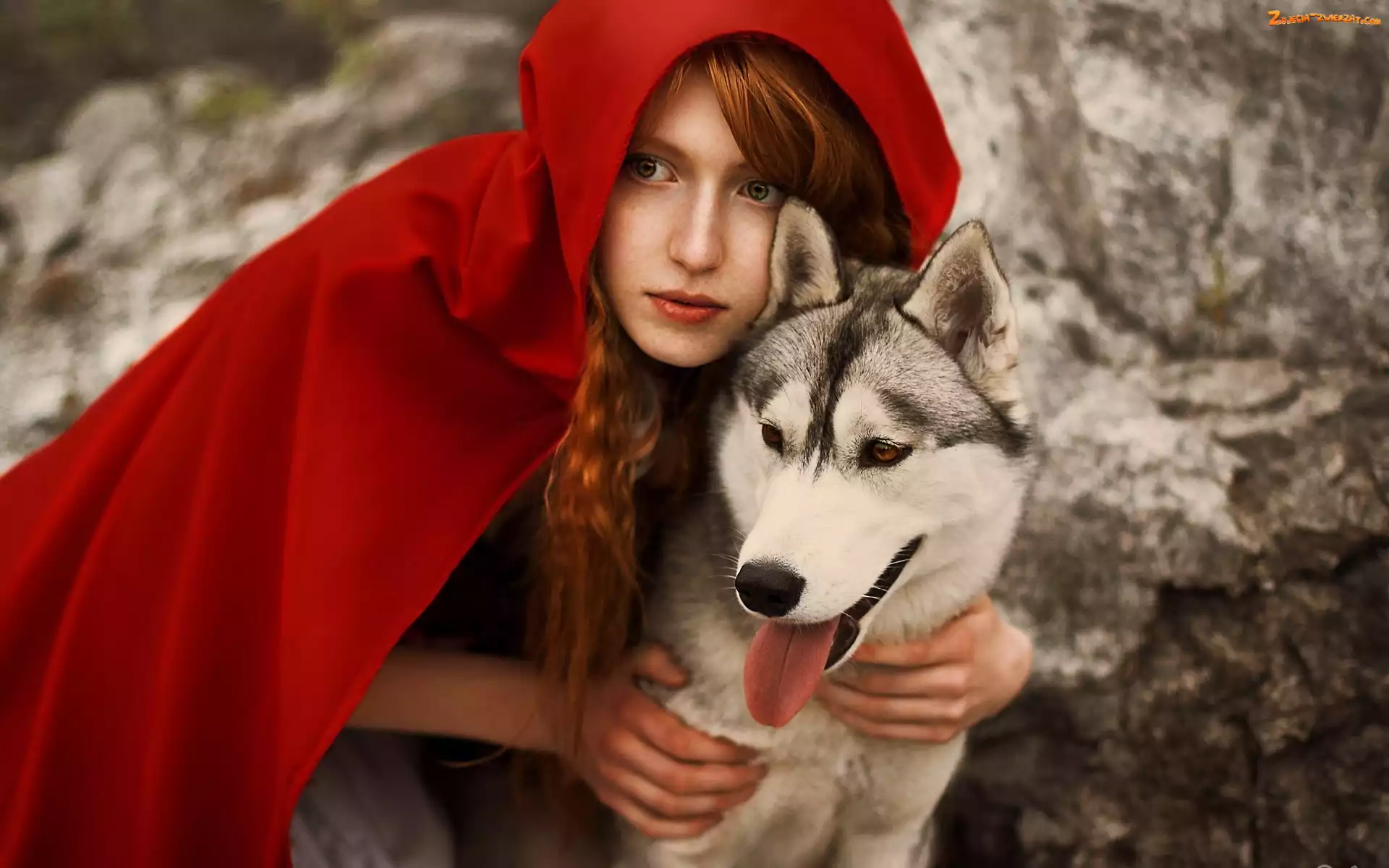 Husky, Pies, Czerwona, Kobieta, Peleryna