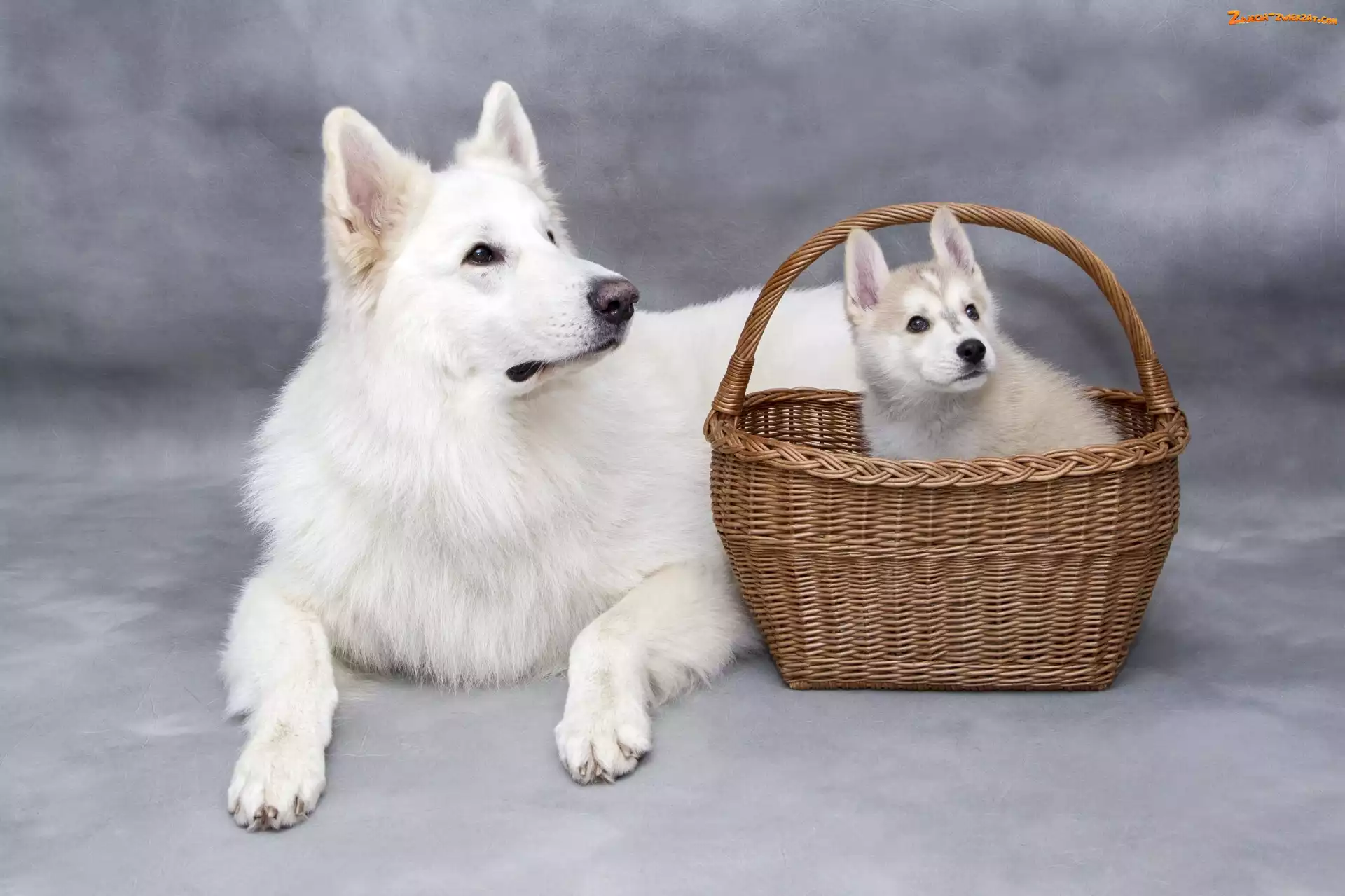 Szczeniak, Pies, Koszyk, Wiklinowy, Biały owczarek szwajcarski, Siberian husky