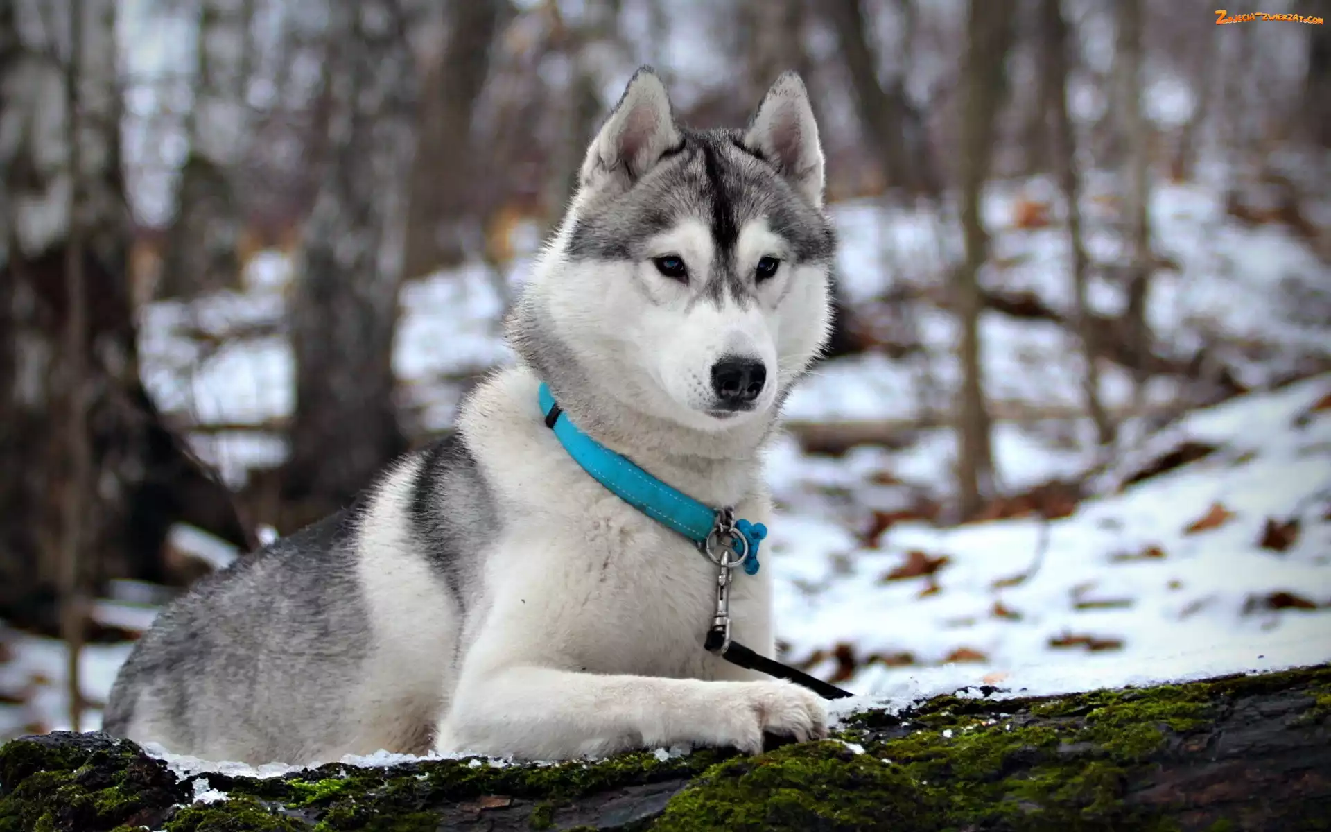 Śnieg, Las, Niebieska, Husky, Obroża