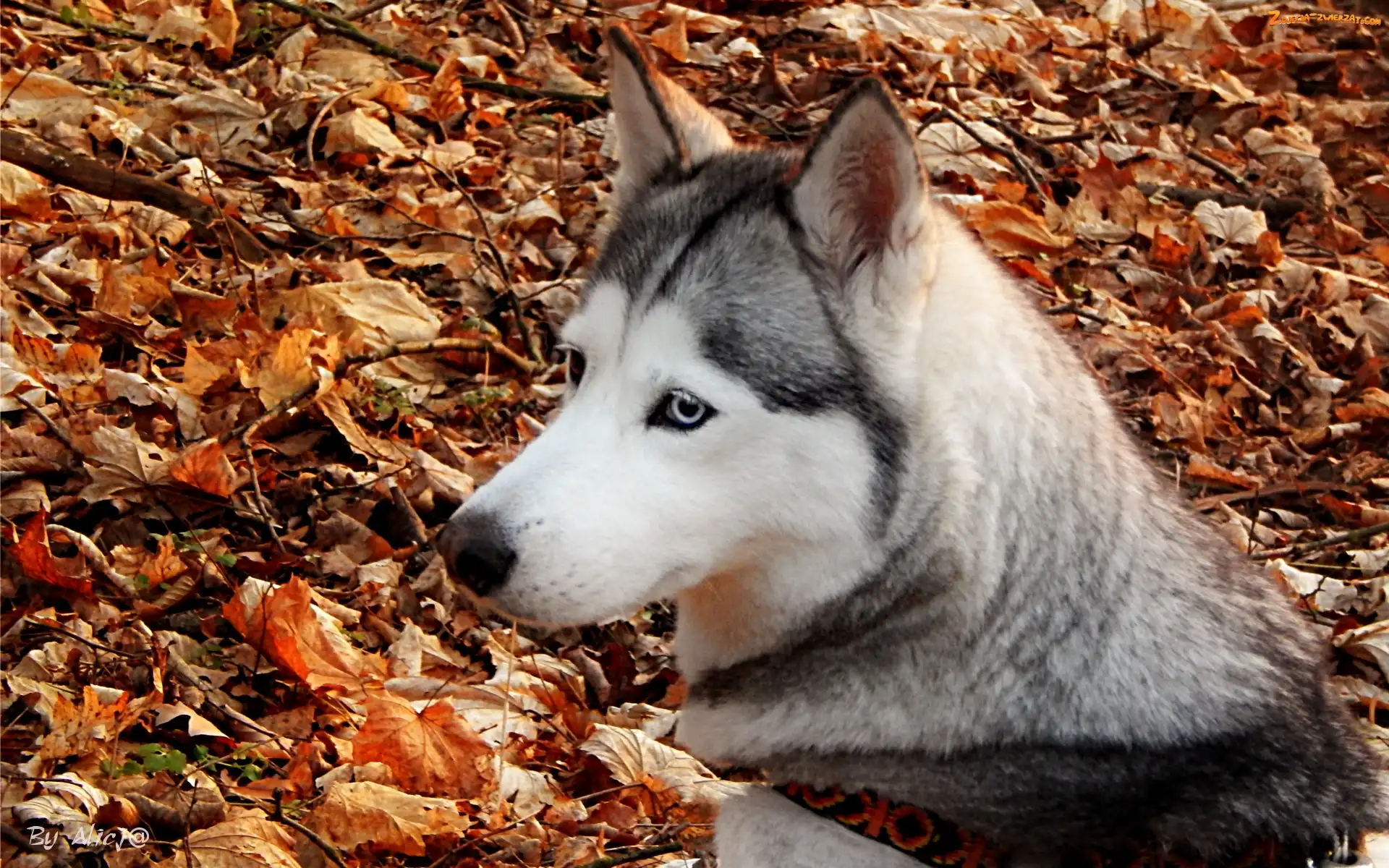 Liście, Husky, Suche
