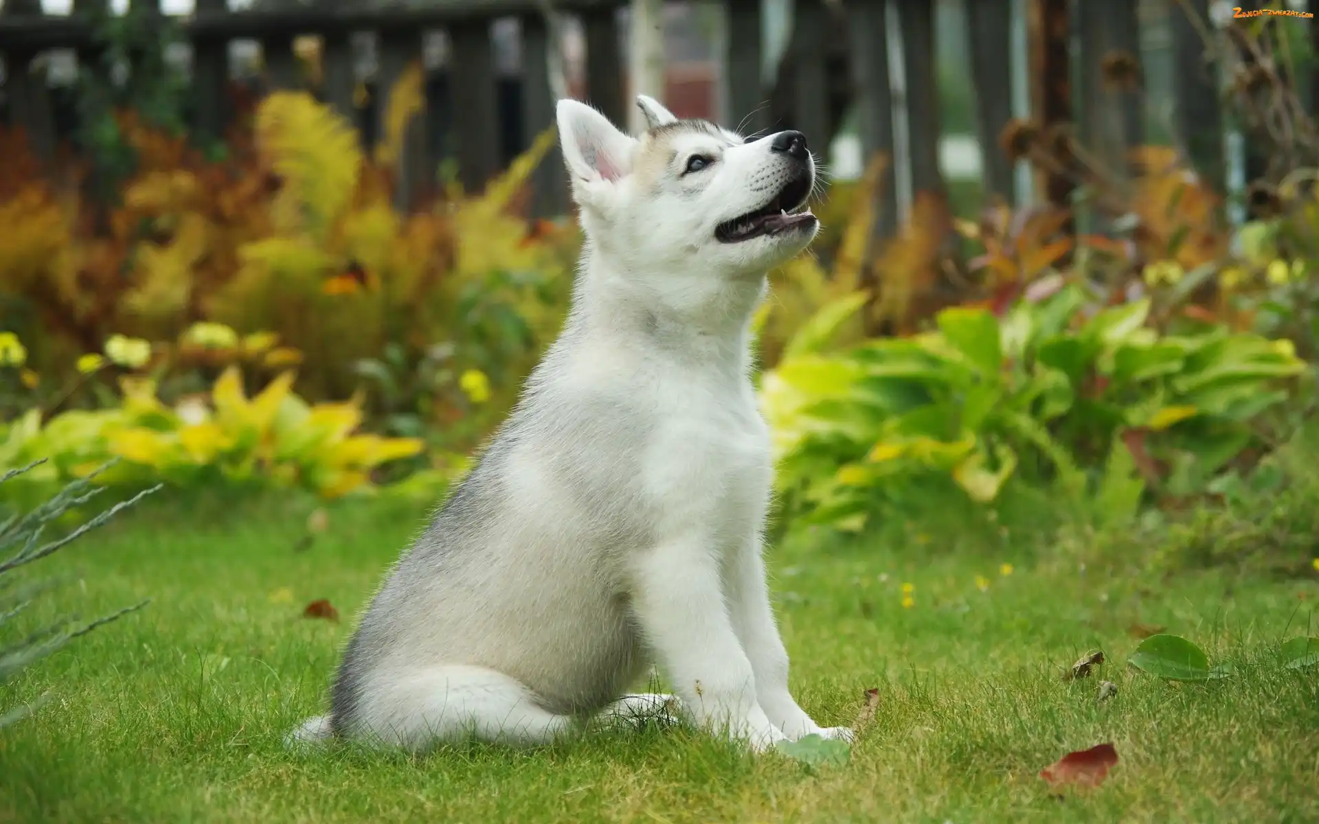 Ogród, Husky, Szczeniak