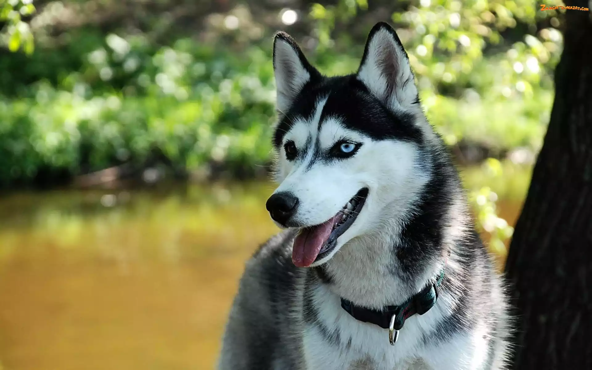 Park, Husky, Drzewo
