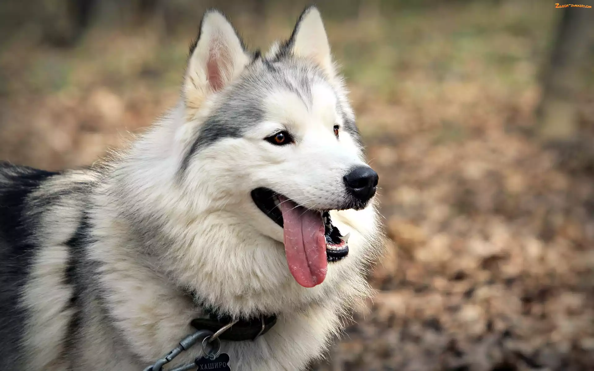 Husky, Las, Pies, Spacer