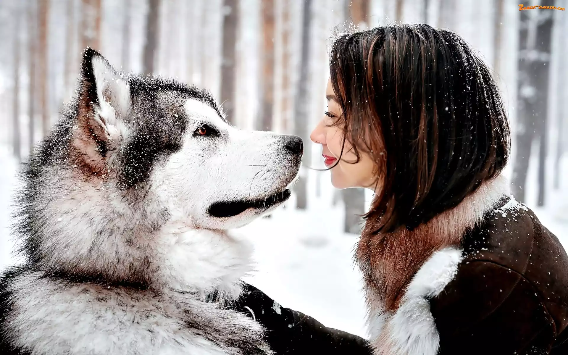 Husky, Śnieg, Pies, Kobieta