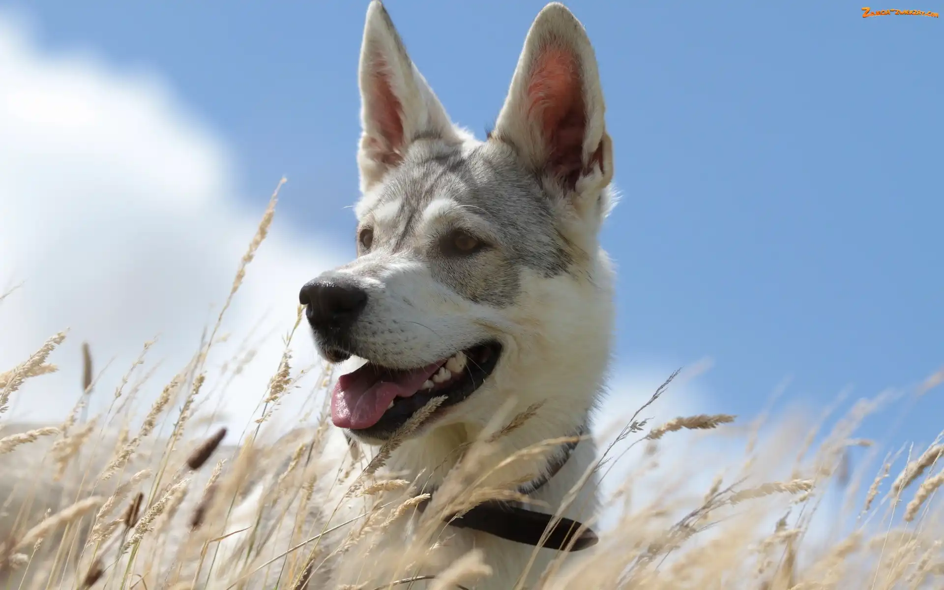 Husky, Trawa, Pies, Łąka