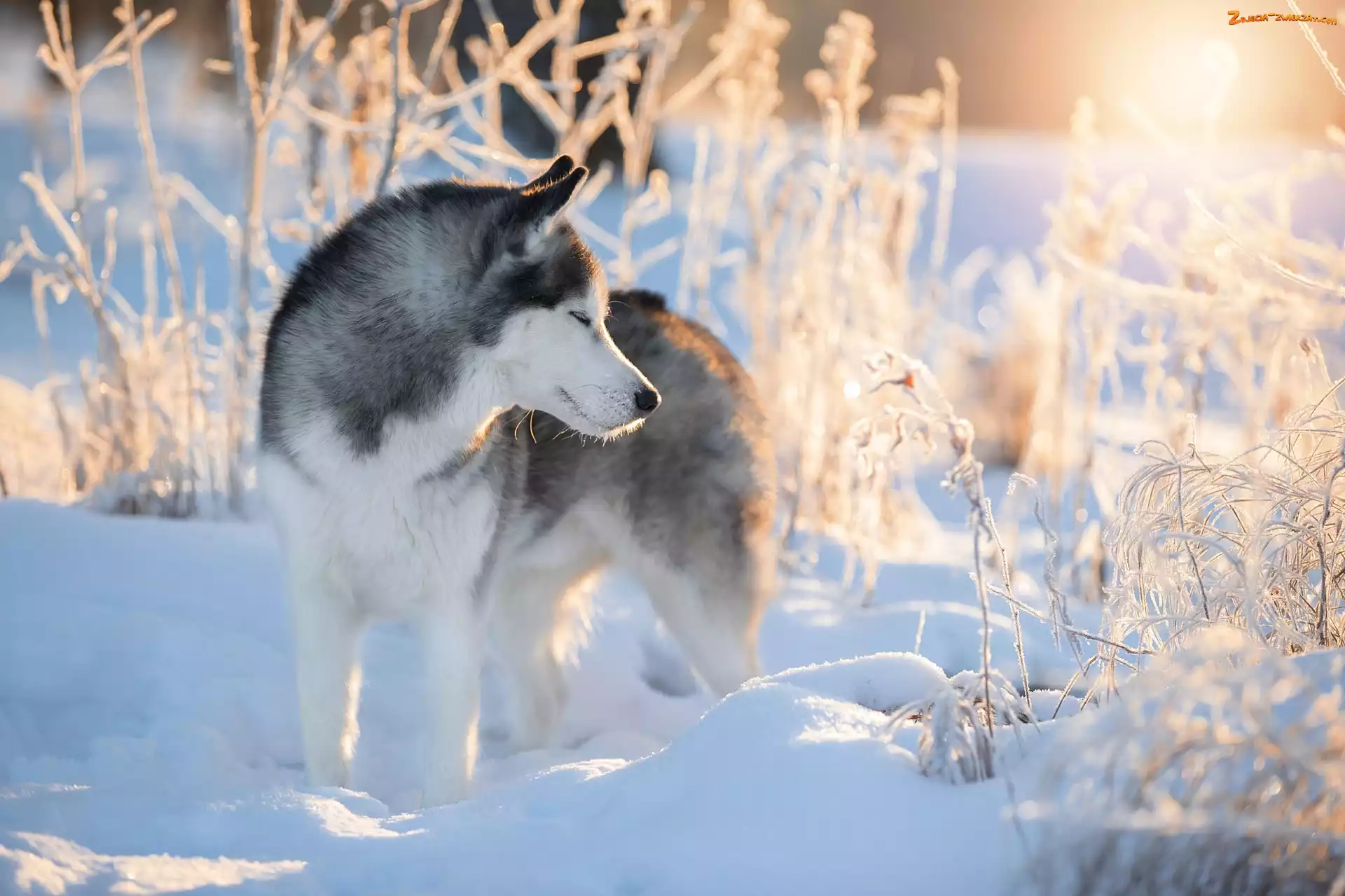 Siberian husky, Pies, Rośliny, Zima