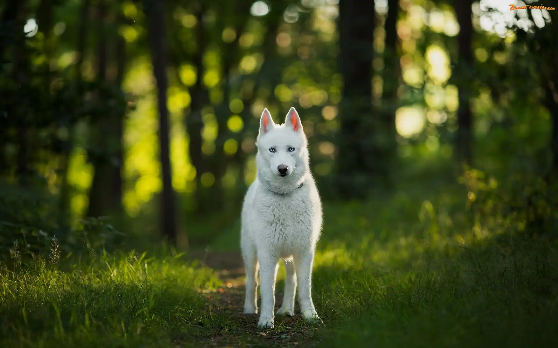Ścieżka, Siberian husky, Las