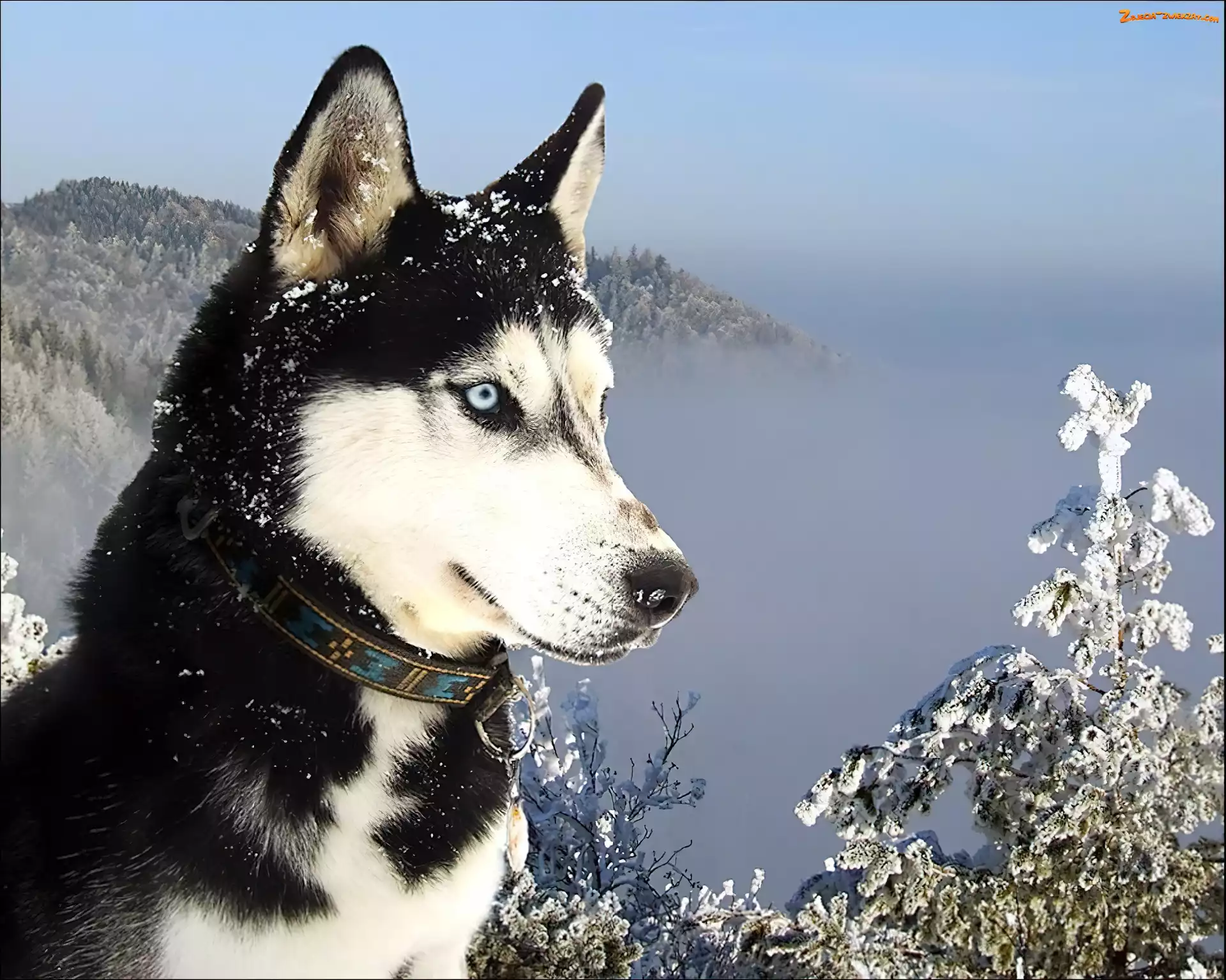 Husky, Góry, Siberian, Śnieg