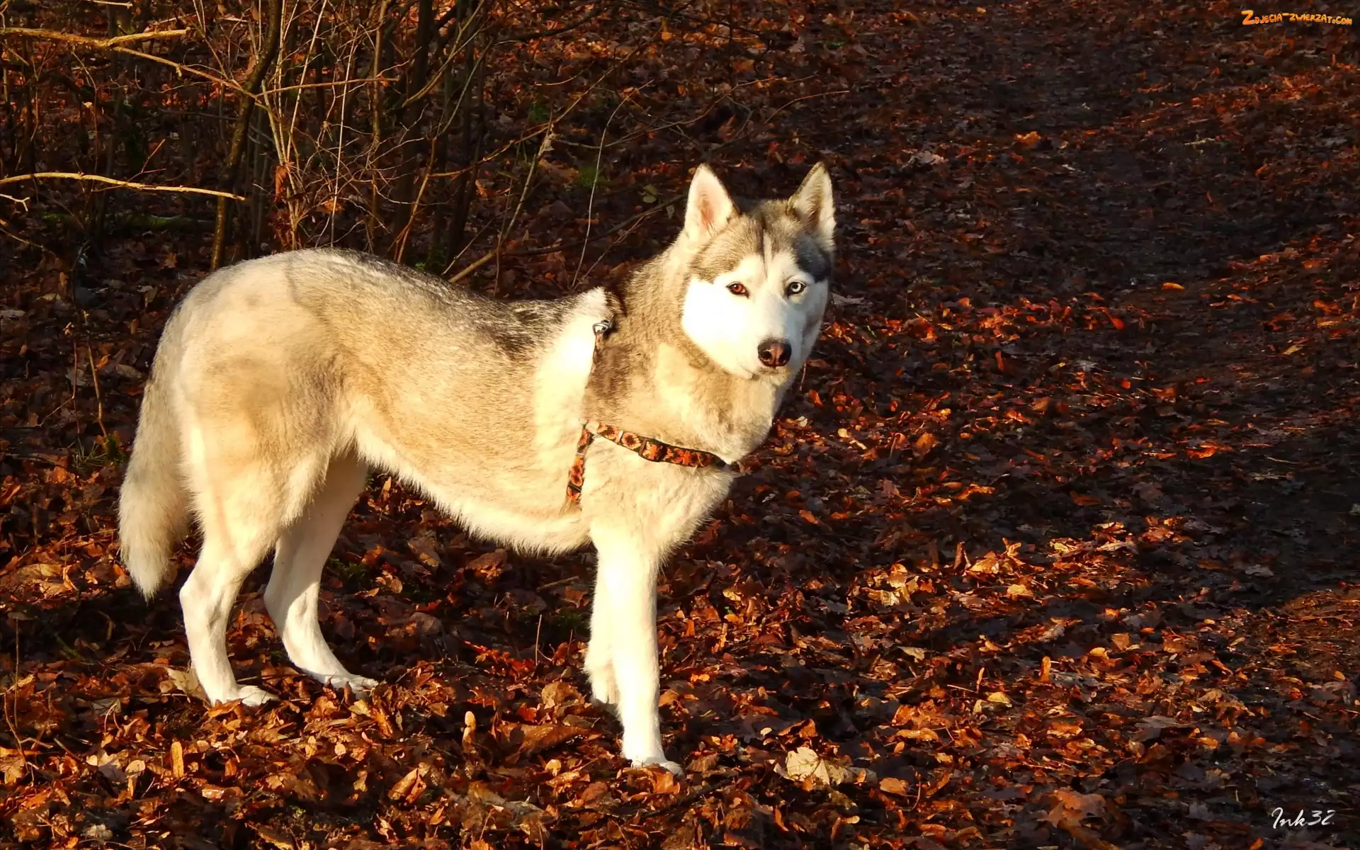 Husky, Liście, Siberian, Suche